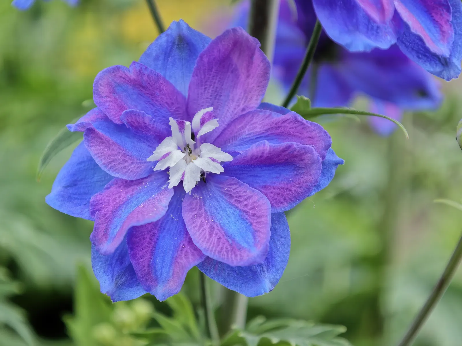 Belladonna Delphinium (Delphinium X Bel. 'Bellamosum') — the Belladonna Delphinium prefers full sun to partial shade