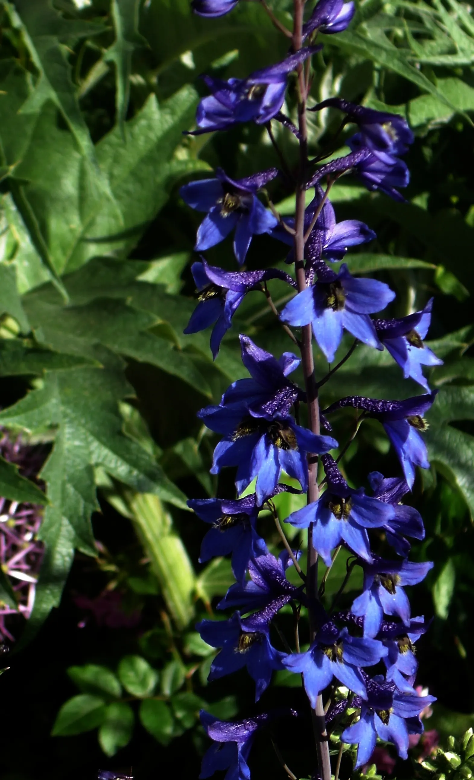 Belladonna Delphinium (Delphinium X Bel. 'Bellamosum') — Consequently, staking each plant can ensure stability and maintain its elegant stature, image 73