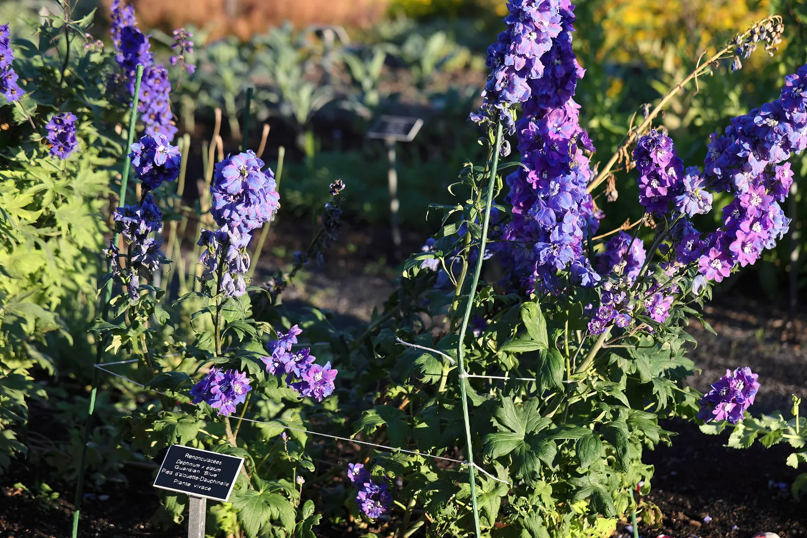 Belladonna Delphinium (Delphinium X Bel. 'Bellamosum') — requiring well-drained soil to prevent root rot; 'Bellamosum' is a perennial with striking blue-violet