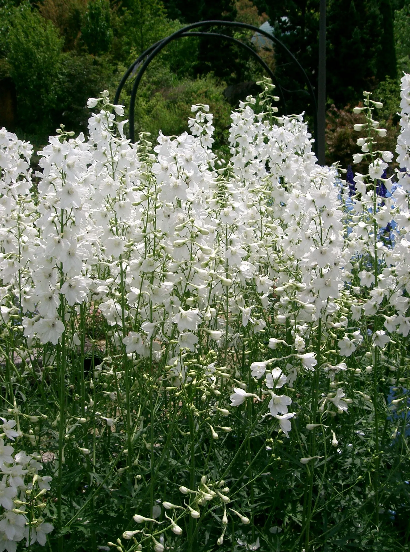 Belladonna Delphinium (Delphinium X Bel. 'Bellamosum') — part of the Belladonna group; making it a versatile addition in various climate