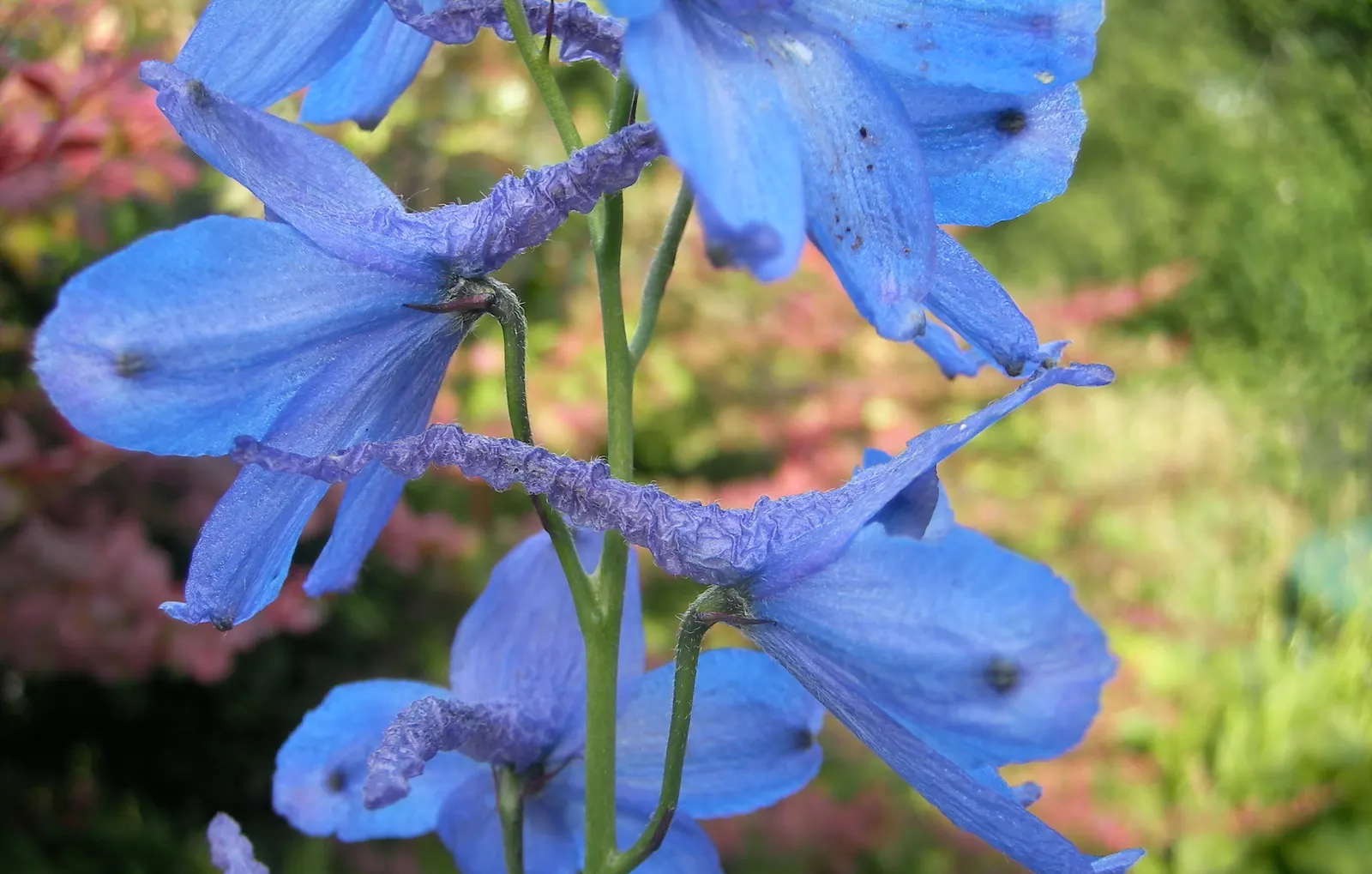 Belladonna Delphinium (Delphinium X Bel. 'Bellamosum') — perennial with blue and violet blooms