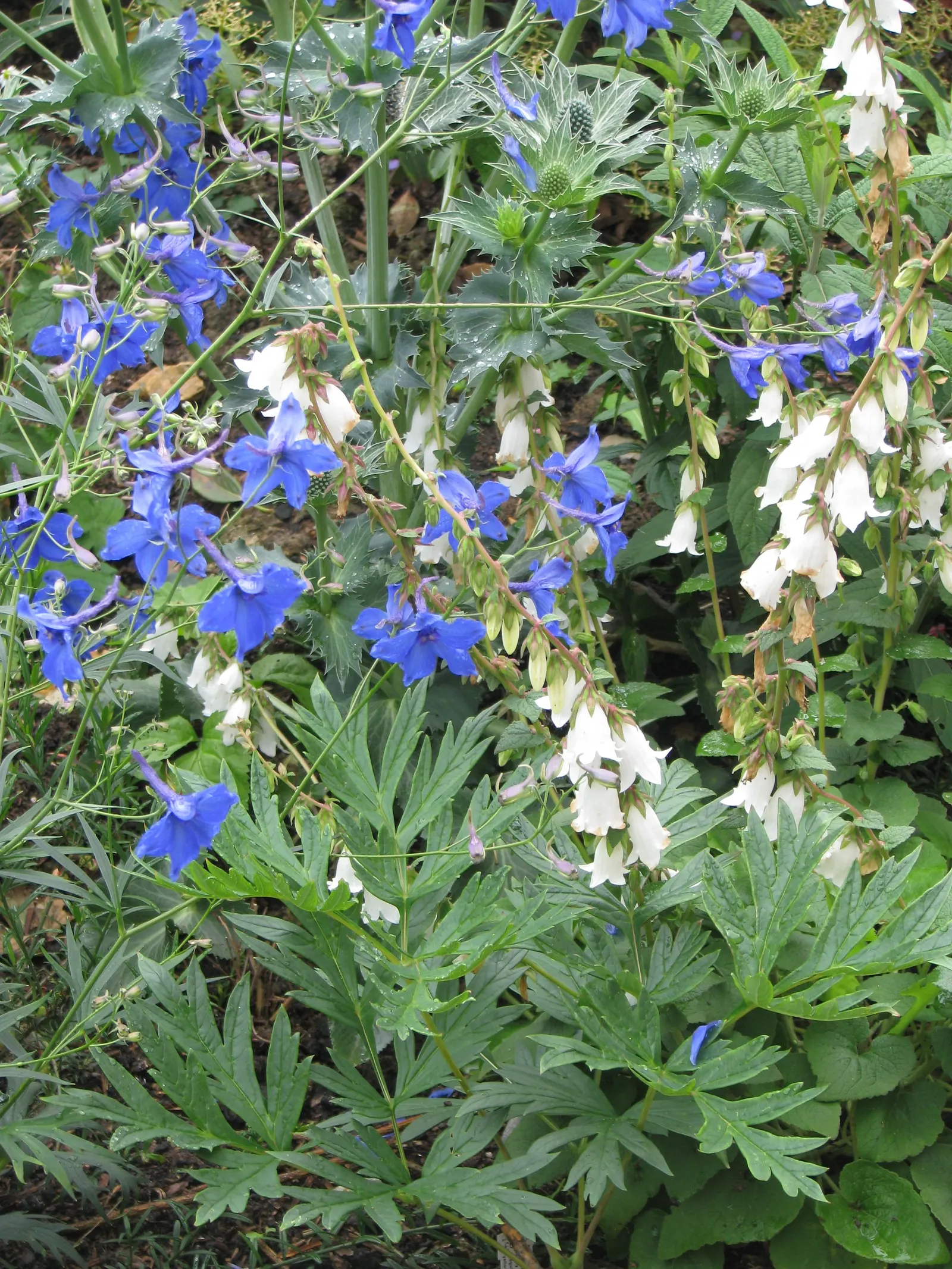 Belladonna Delphinium (Delphinium X Bel. 'Bellamosum') — plants should be set around 12 to 18 inches apart; facilitating adequate air circulation to curb