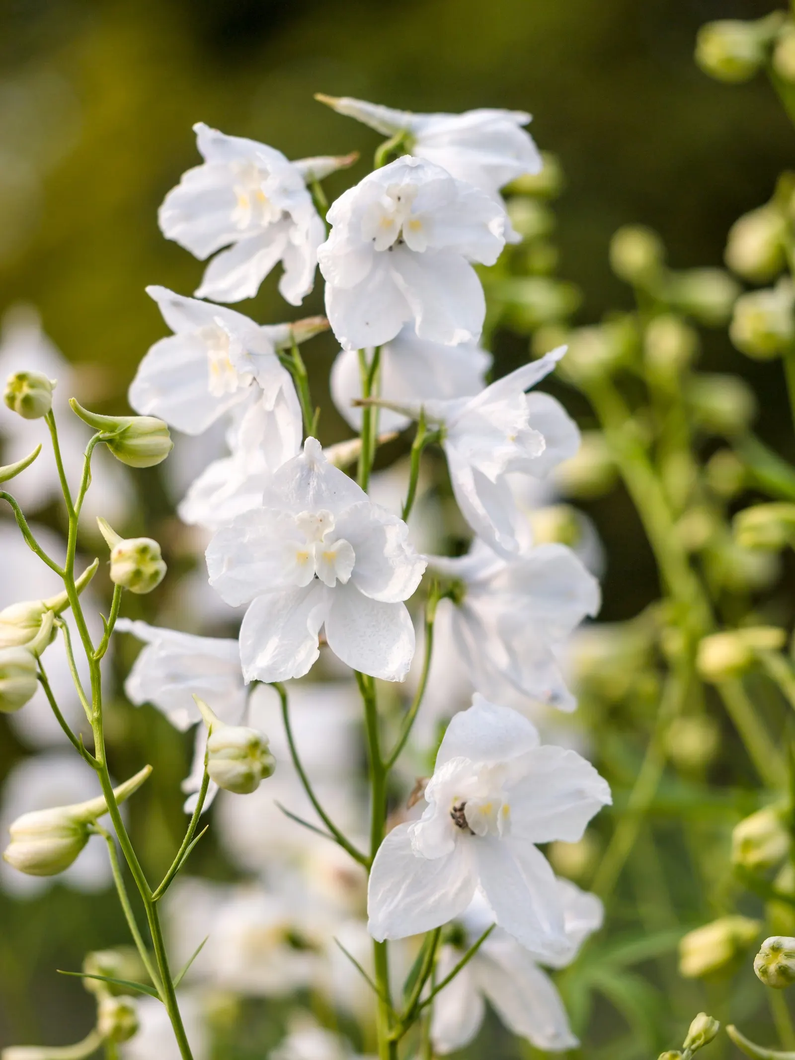 Belladonna Delphinium (Delphinium X Bel. 'Bellamosum') — airy sprays that deliver a graceful; its blossoms are borne in open, image 68