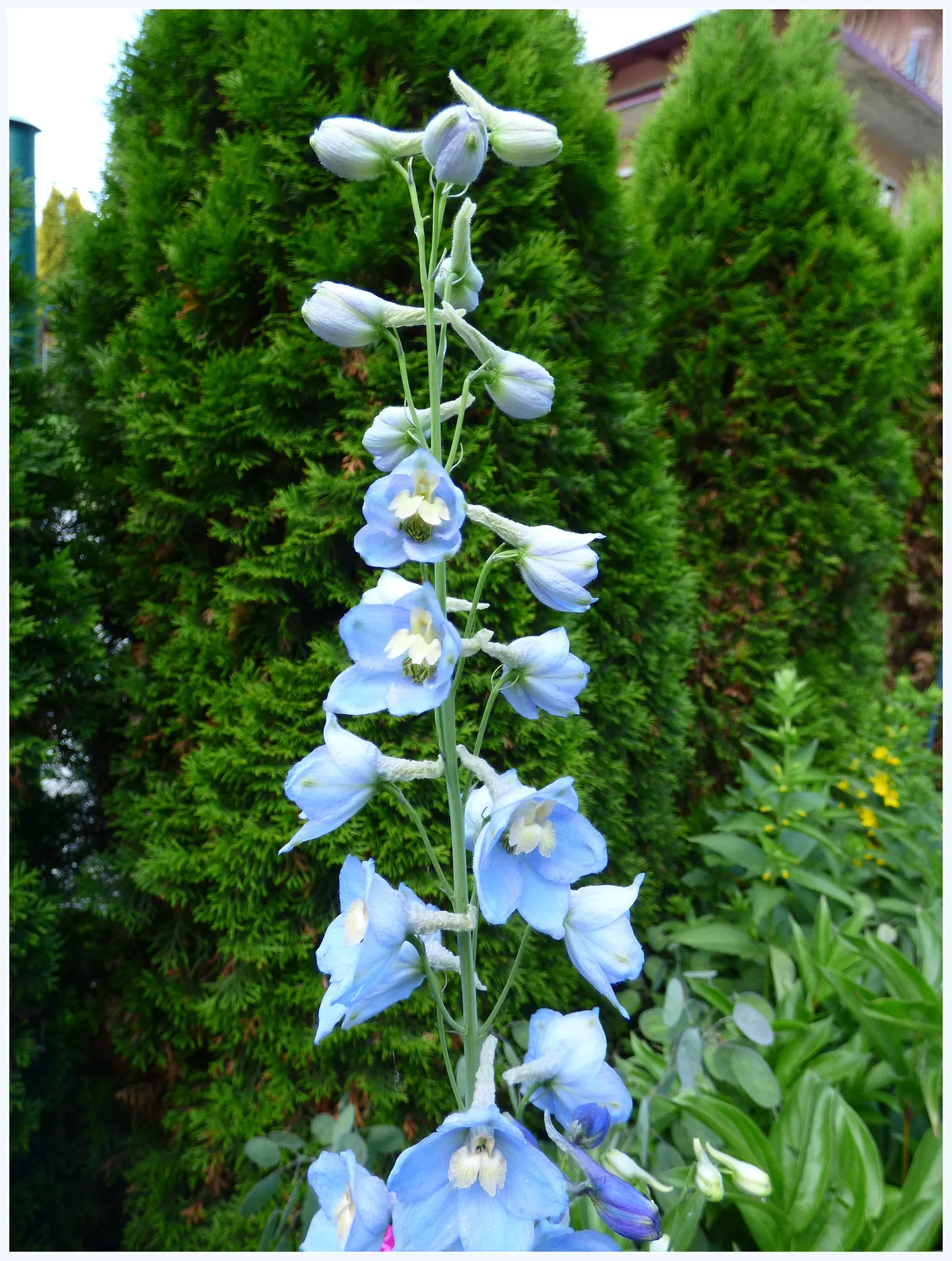 Belladonna Delphinium (Delphinium X Bel. 'Bellamosum') — 'Bellamosum' is a perennial with striking blue-violet spires reaching up to 6 feet tall