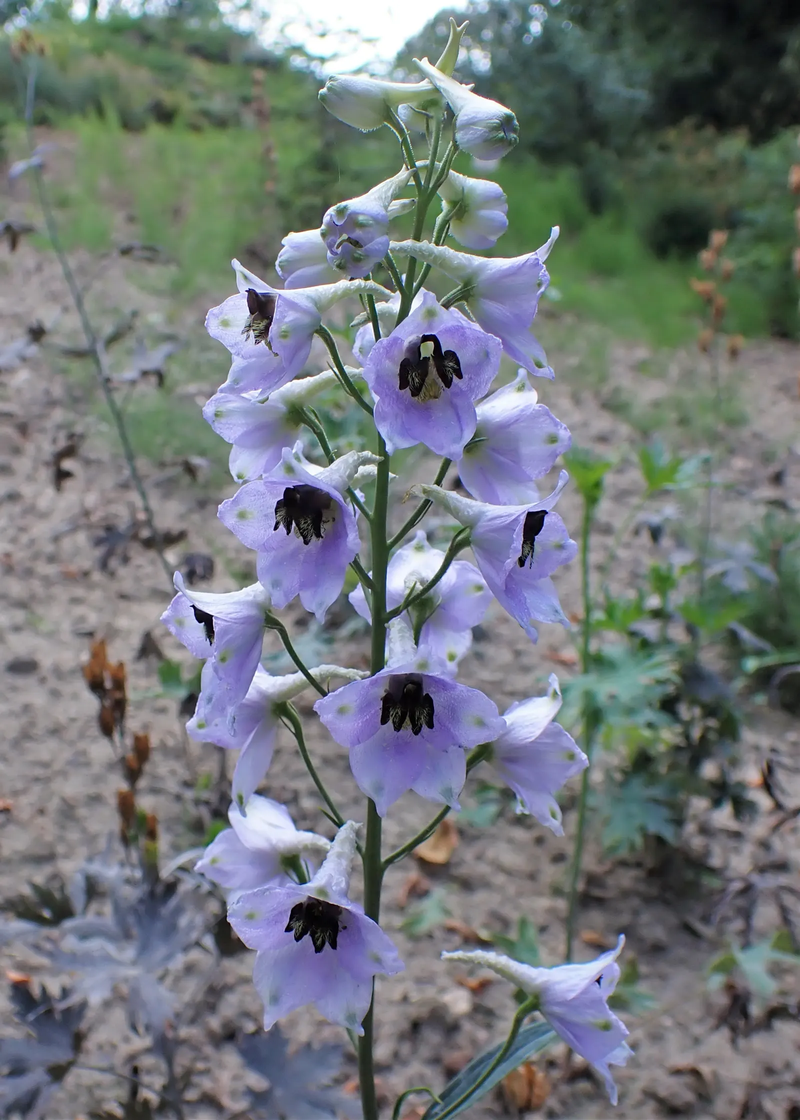 Belladonna Delphinium (Delphinium X Bel. 'Bellamosum') — requiring well-drained soil to prevent root rot; 'Bellamosum' is a perennial with striking, image 71