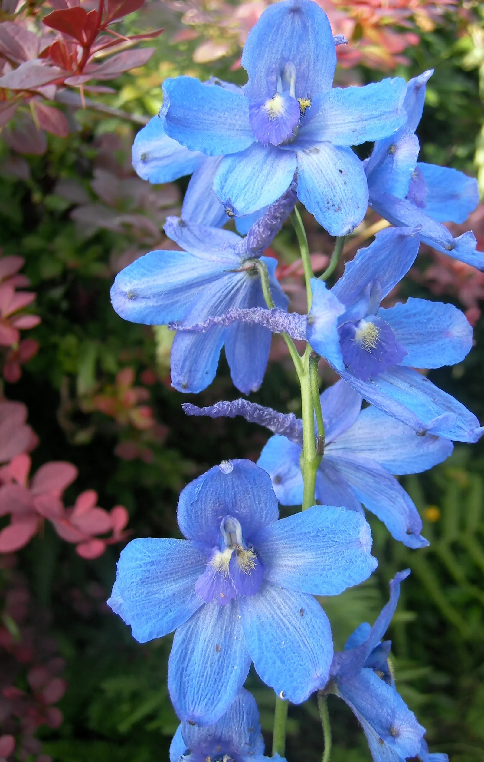 Belladonna Delphinium (Delphinium X Bel. 'Bellamosum') — It is also deer resistant