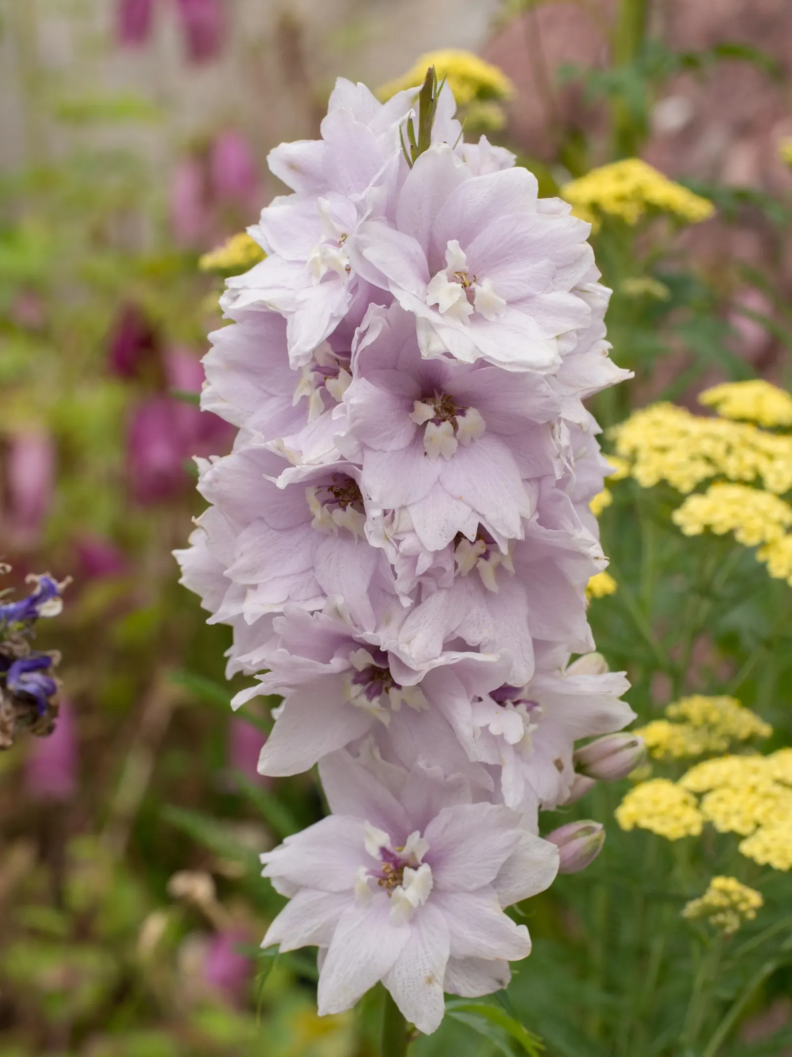 Belladonna Delphinium (Delphinium X Bel. 'Bellamosum') — Space plants approximately 1 to 2 feet apart for optimal growth and airflow; prefers full, image 63