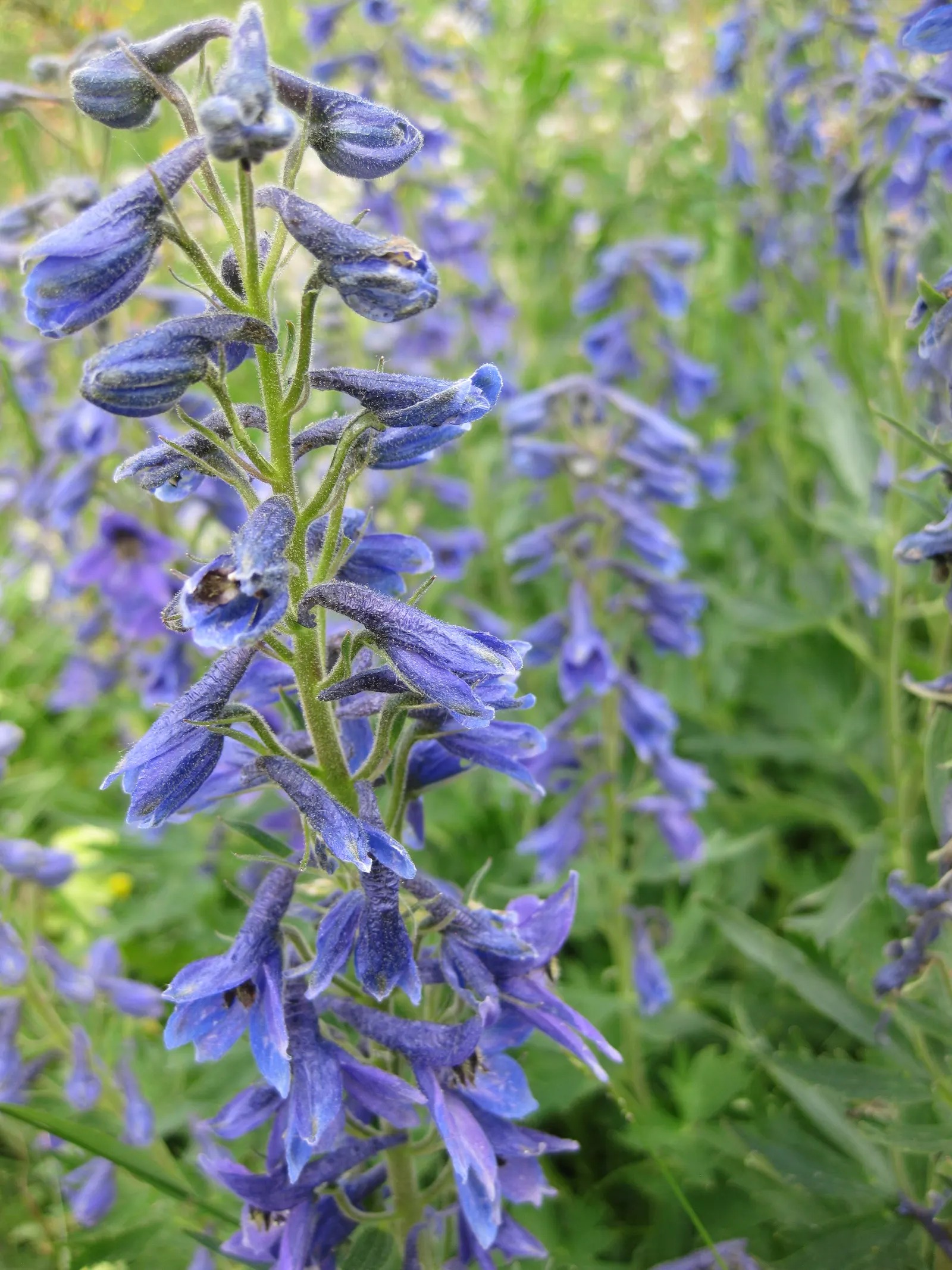 Belladonna Delphinium (Delphinium X Bel. 'Bellamosum') — it's more heat-tolerant than many of its counterparts; making it an ideal choice for borders