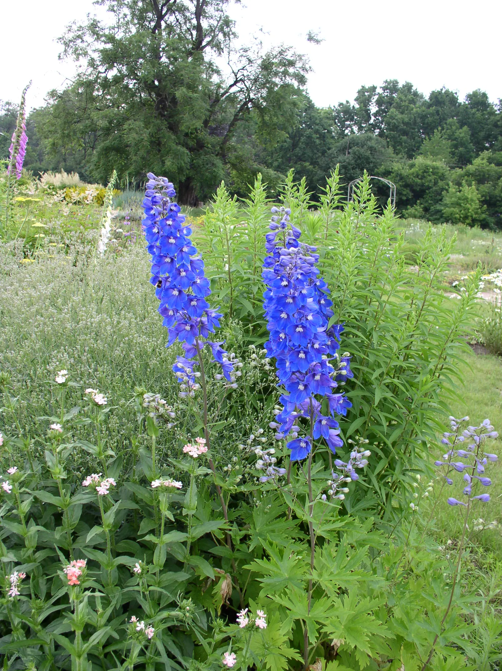 Belladonna Delphinium (Delphinium X Bel. 'Bellamosum') — commonly referred to as Belladonna Delphinium; airy sprays that deliver a graceful, image 64