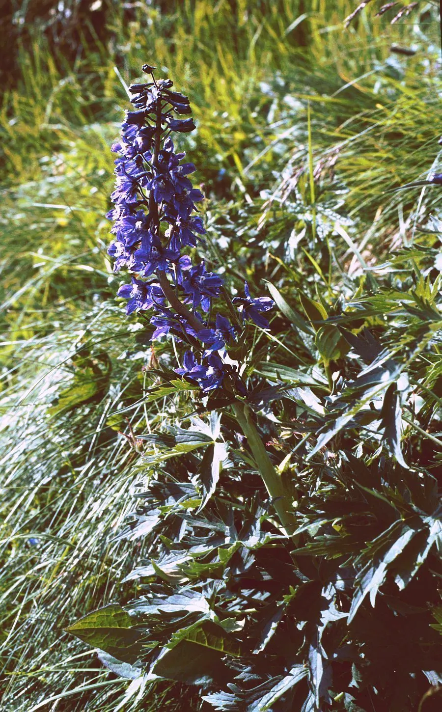 Belladonna Delphinium (Delphinium X Bel. 'Bellamosum') — commonly referred to as Belladonna Delphinium