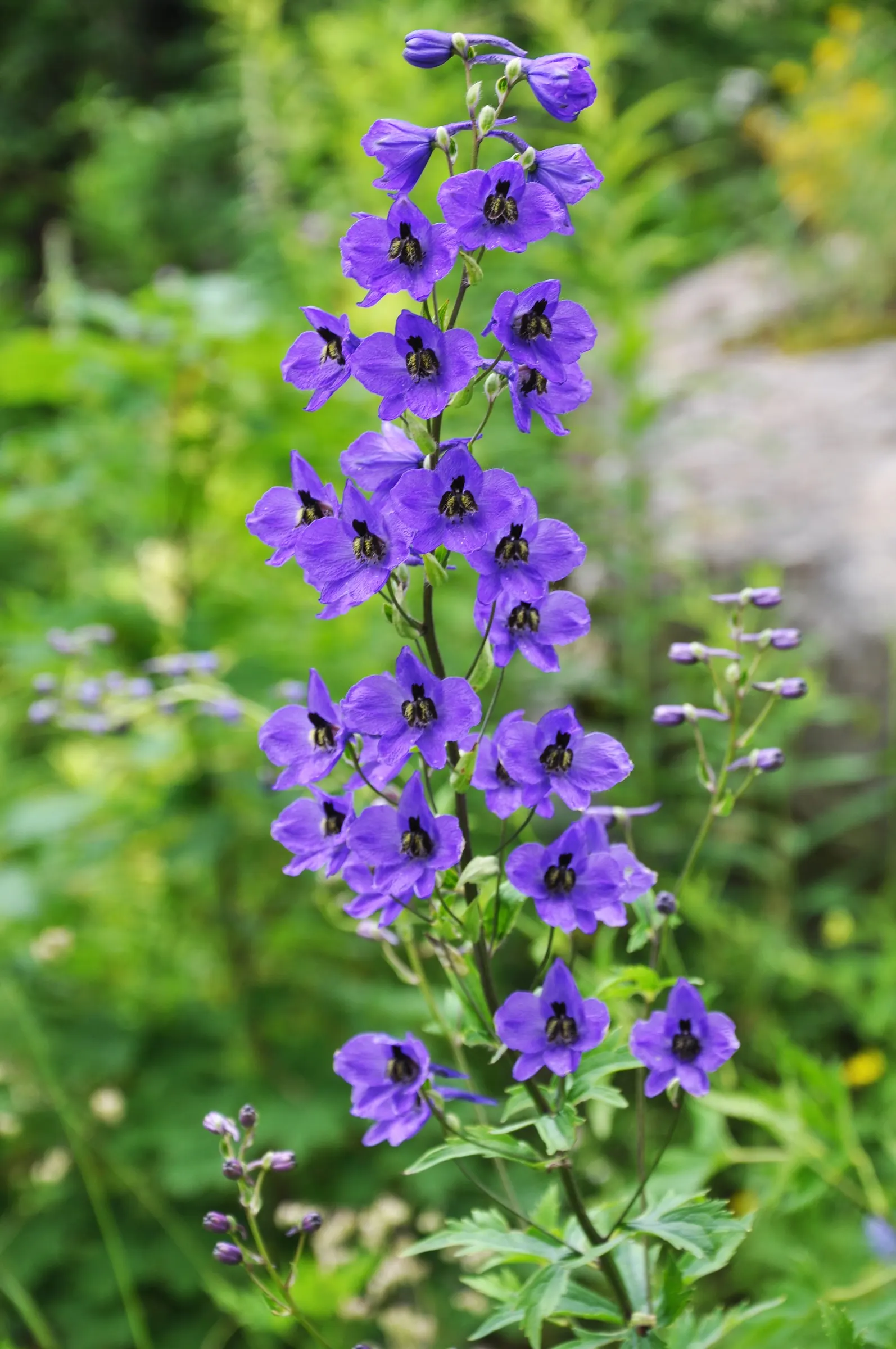 Belladonna Delphinium (Delphinium X Bel. 'Bellamosum') — facilitating adequate air circulation to curb disease spread.<br><br>In the landscape