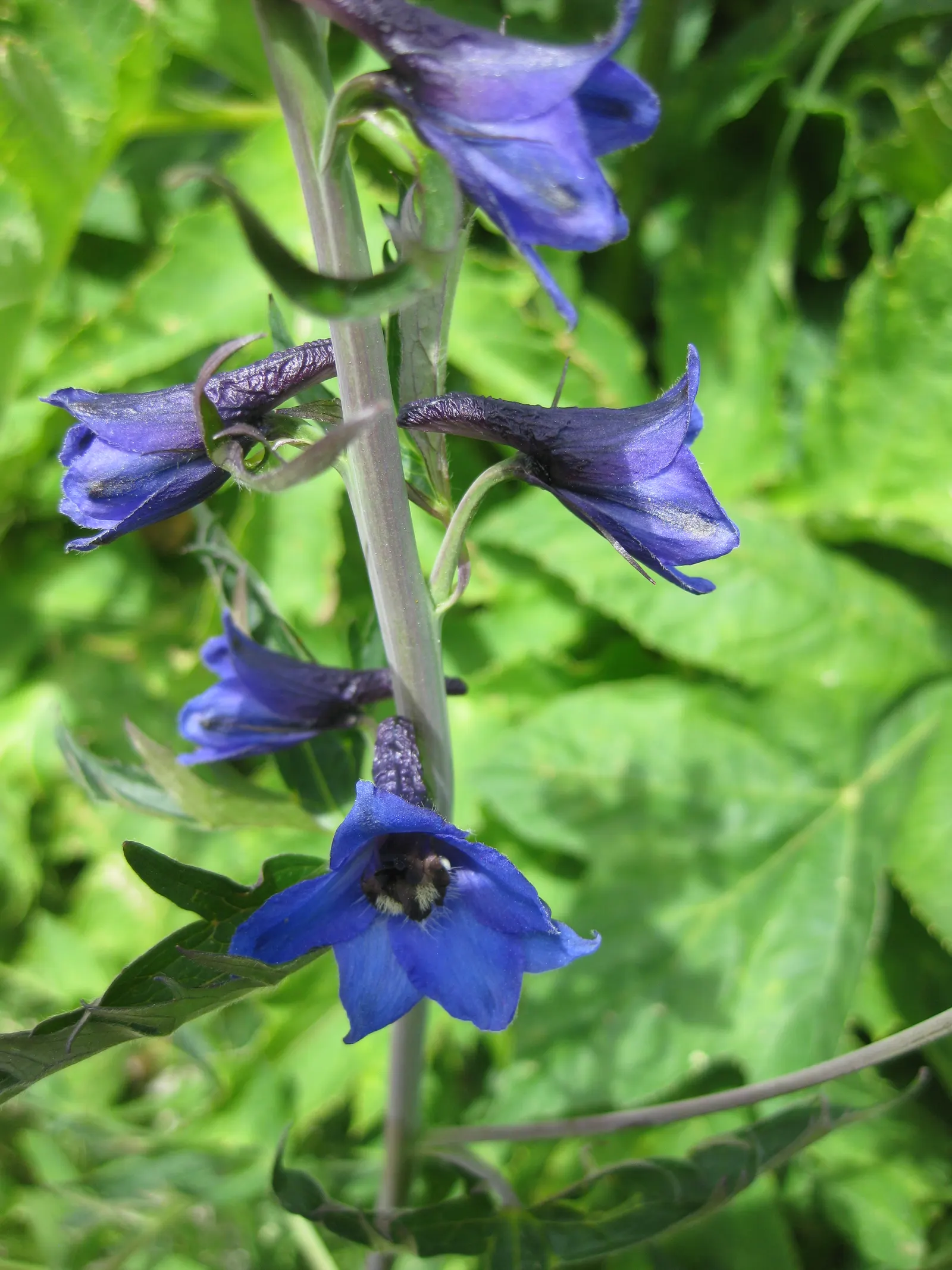 Belladonna Delphinium (Delphinium X Bel. 'Bellamosum') — the Belladonna Delphinium prefers full sun to partial shade; or as a featured plant in