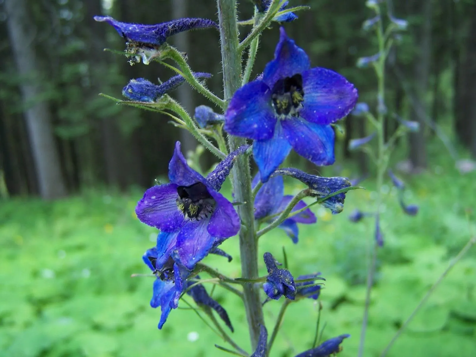 Belladonna Delphinium (Delphinium X Bel. 'Bellamosum') — Space plants approximately 1 to 2 feet apart for optimal growth and airflow; prefers full sun to light