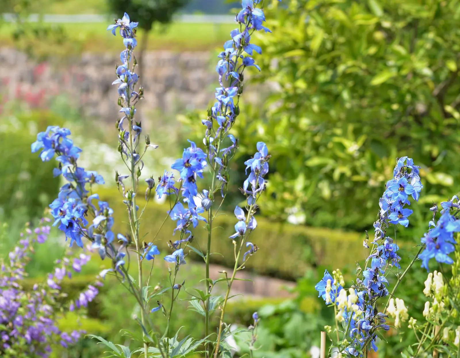 Belladonna Delphinium (Delphinium X Bel. 'Bellamosum') — airy sprays that deliver a graceful