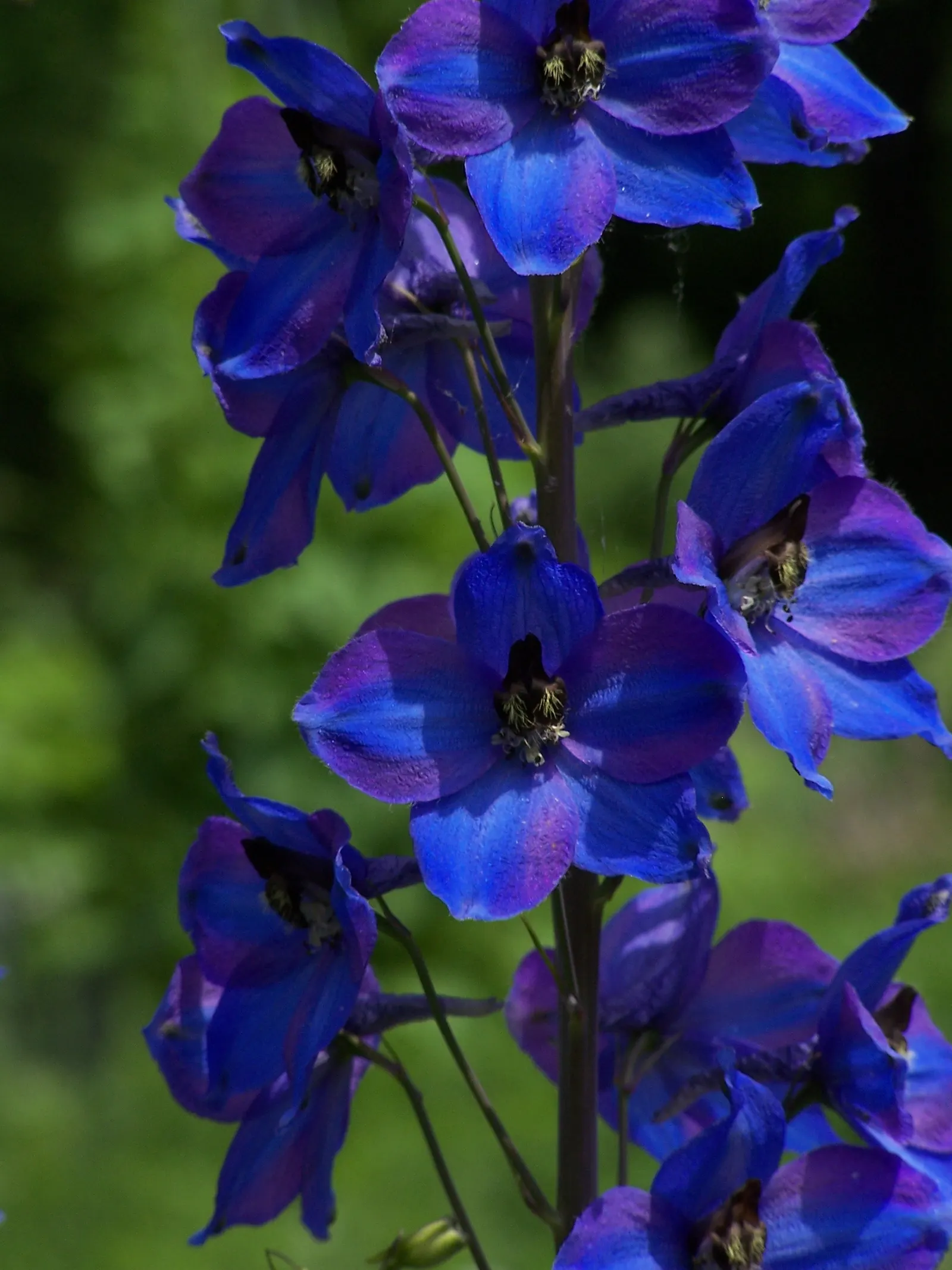 Belladonna Delphinium (Delphinium X Bel. 'Bellamosum') — Integral to its care is a protection from strong winds, which can topple the tall stalks
