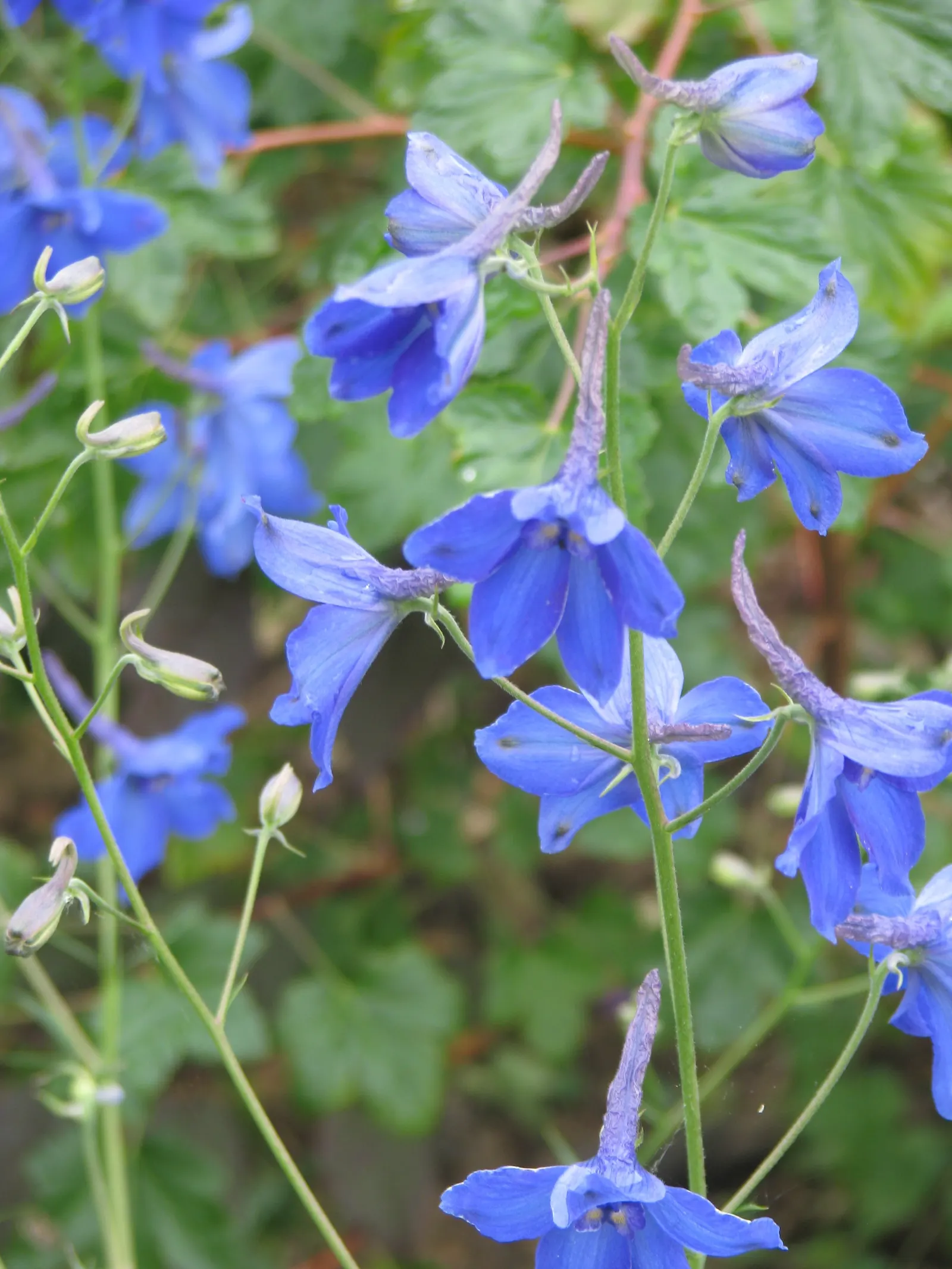 Belladonna Delphinium (Delphinium X Bel. 'Bellamosum') — perennial with blue and violet blooms; deadheading spent flowers will promote a potential second bloom