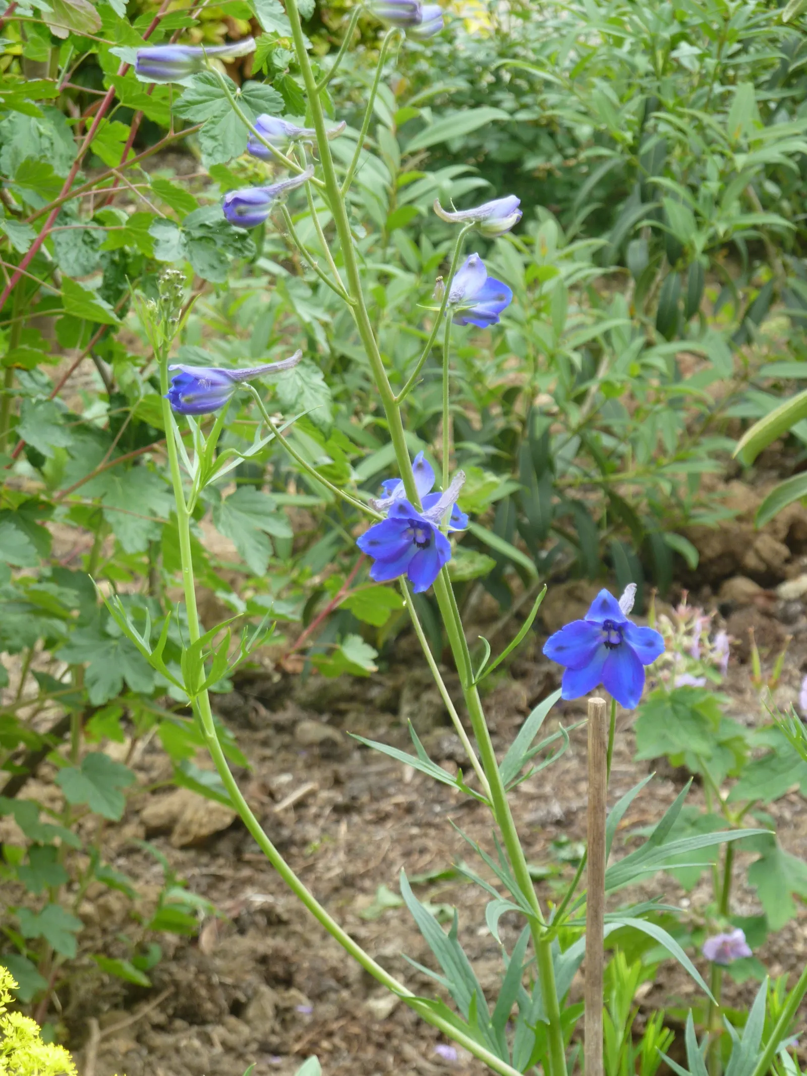 Belladonna Delphinium (Delphinium X Bel. 'Bellamosum') — Consequently, staking each plant can ensure stability and maintain its elegant stature, image 44