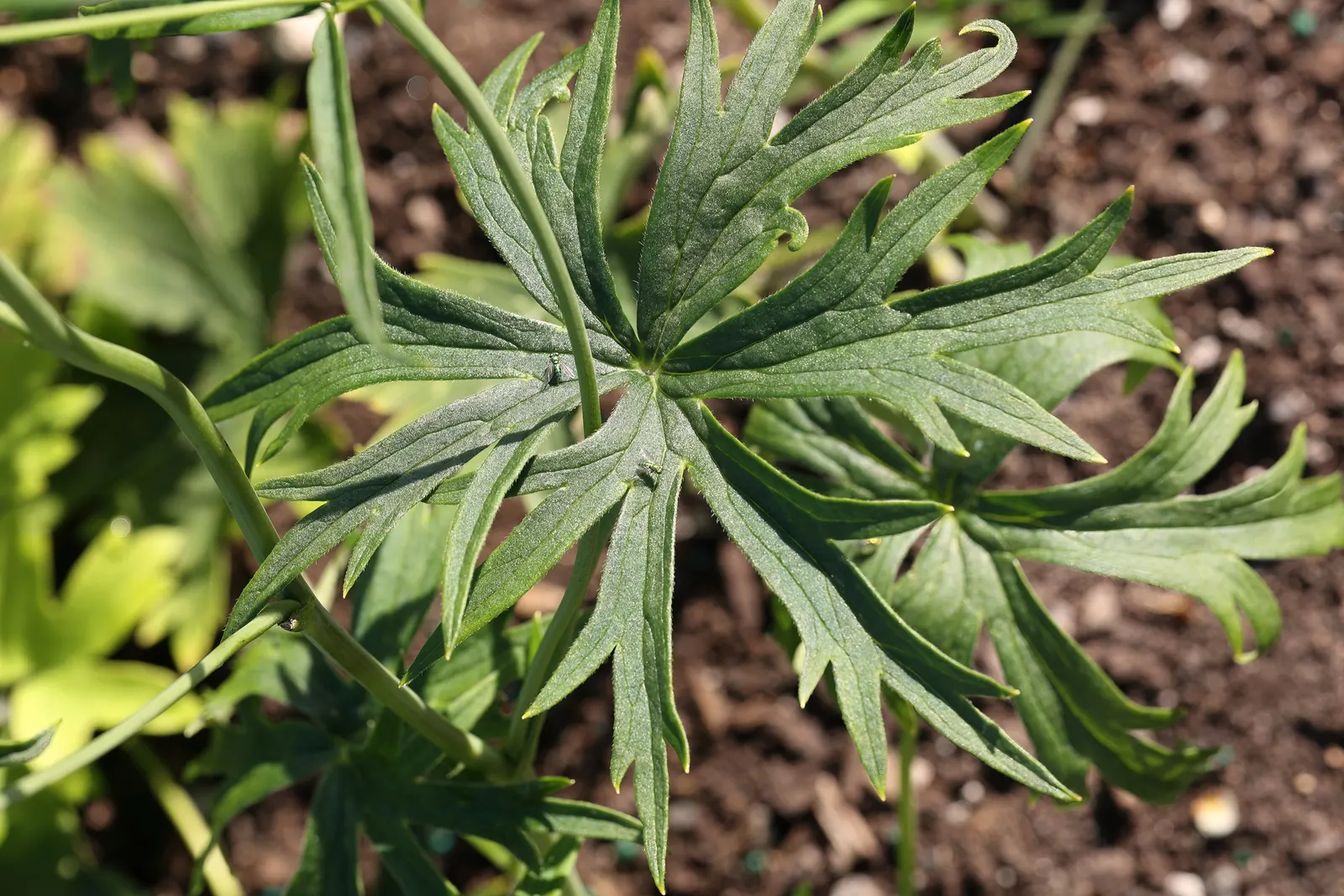 Belladonna Delphinium (Delphinium X Bel. 'Bellamosum') — is highly prized for its looser