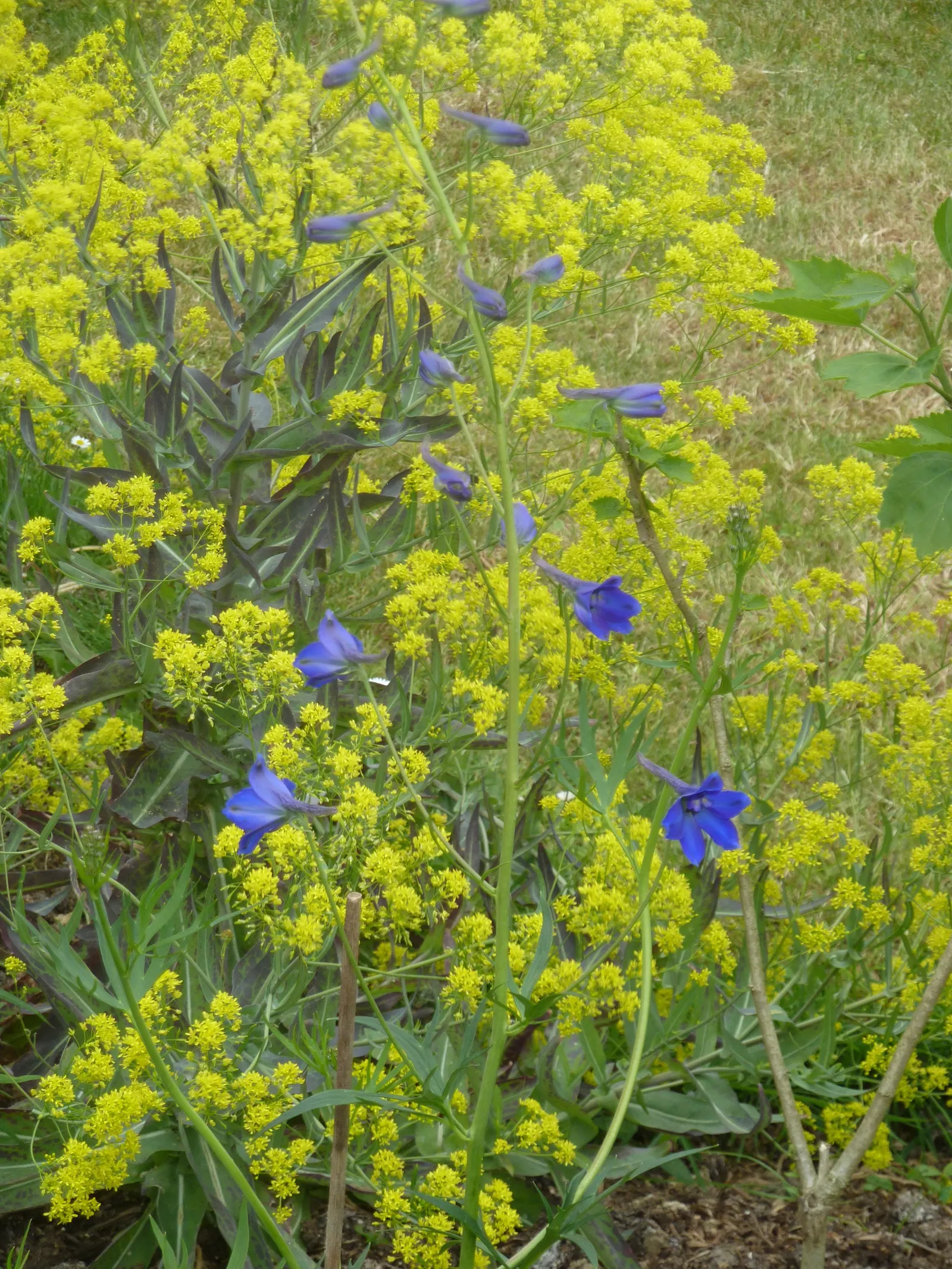 Belladonna Delphinium (Delphinium X Bel. 'Bellamosum') — and caution is advised in gardens accessible to children and pets; space plants approximately 1 to 2