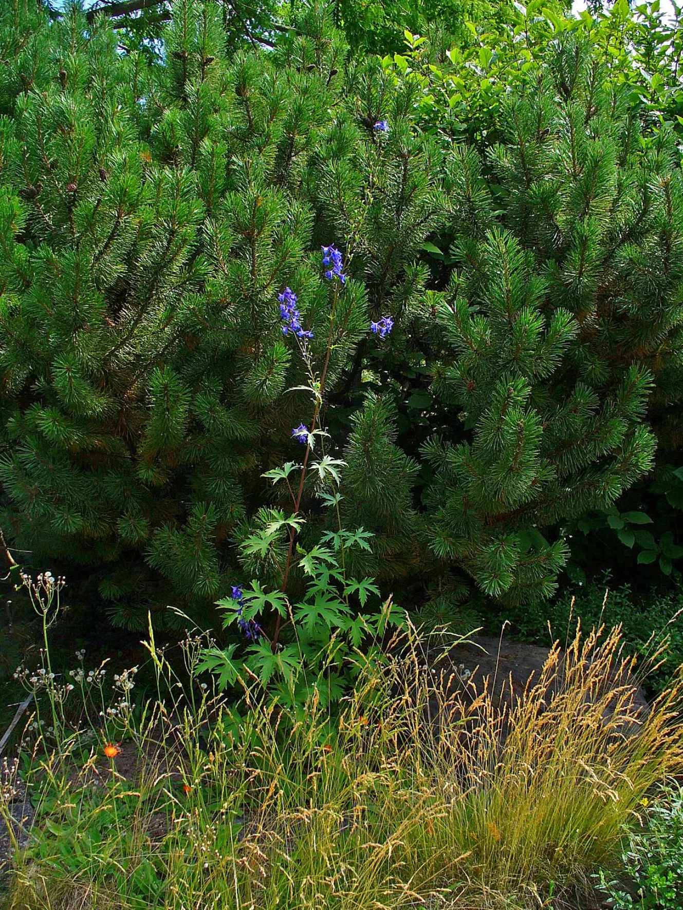 Belladonna Delphinium (Delphinium X Bel. 'Bellamosum') — less rigid aspect compared to other delphiniums.<br><br>Thriving in USDA hardiness zones 3, image 69