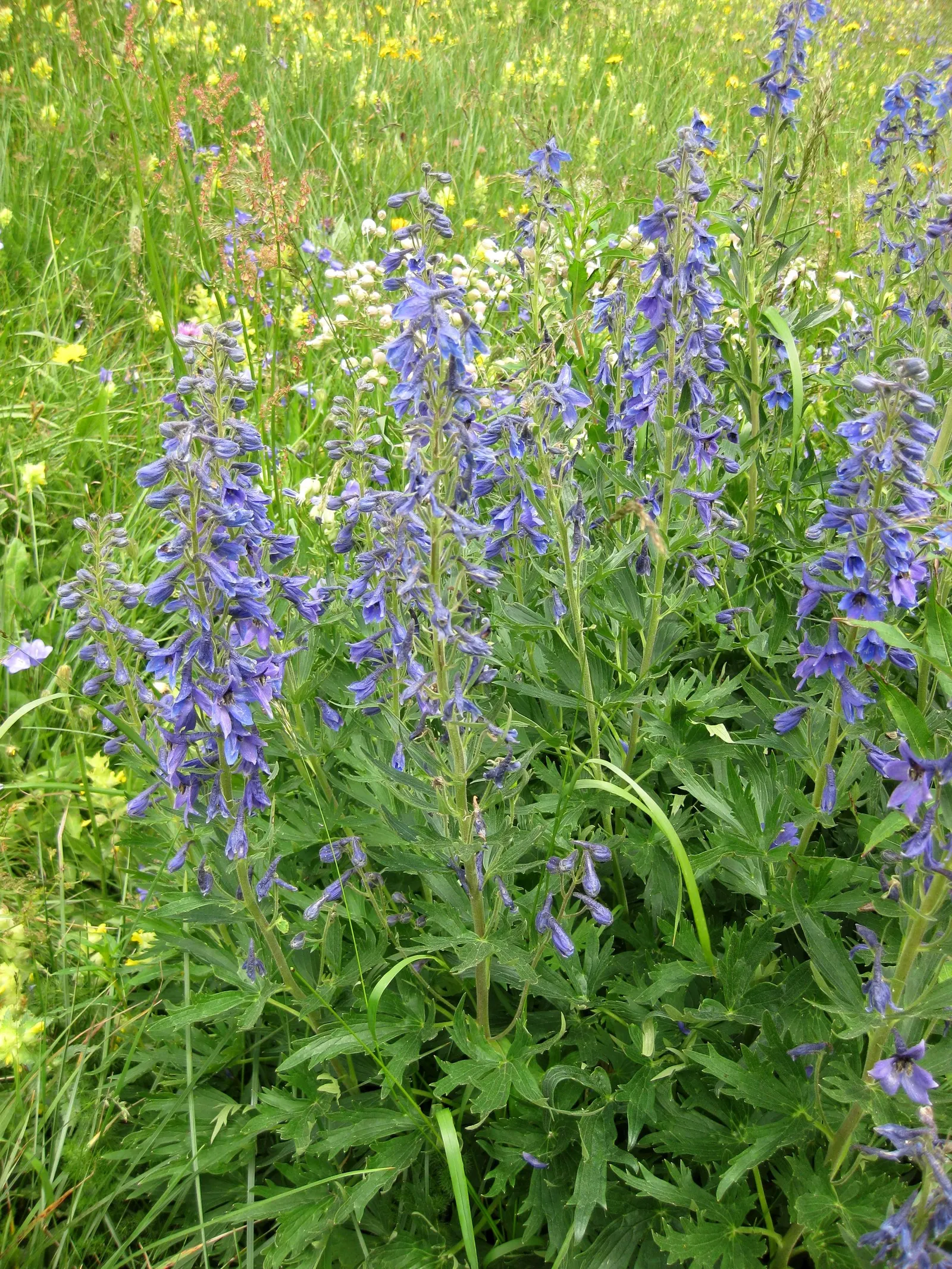 Belladonna Delphinium (Delphinium X Bel. 'Bellamosum') — or as a featured plant in pollinator-friendly gardens; requiring well-drained soil to prevent root rot