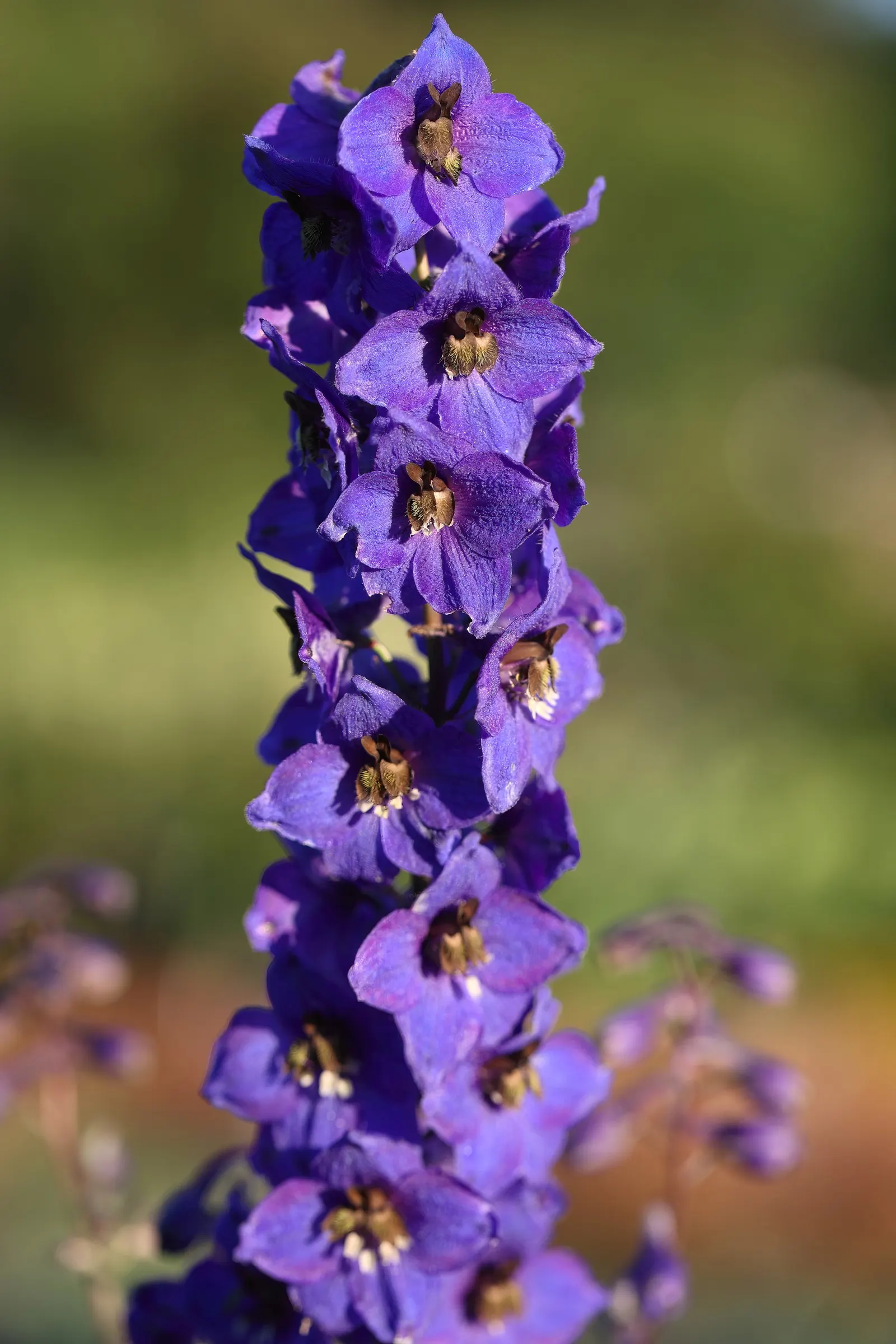 Belladonna Delphinium (Delphinium X Bel. 'Bellamosum') — making it an ideal choice for borders; commonly referred to as Belladonna Delphinium