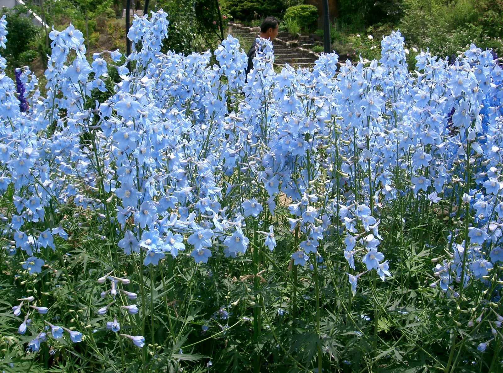 Belladonna Delphinium (Delphinium X Bel. 'Bellamosum') — Prefers full sun to light shade and well-drained soil