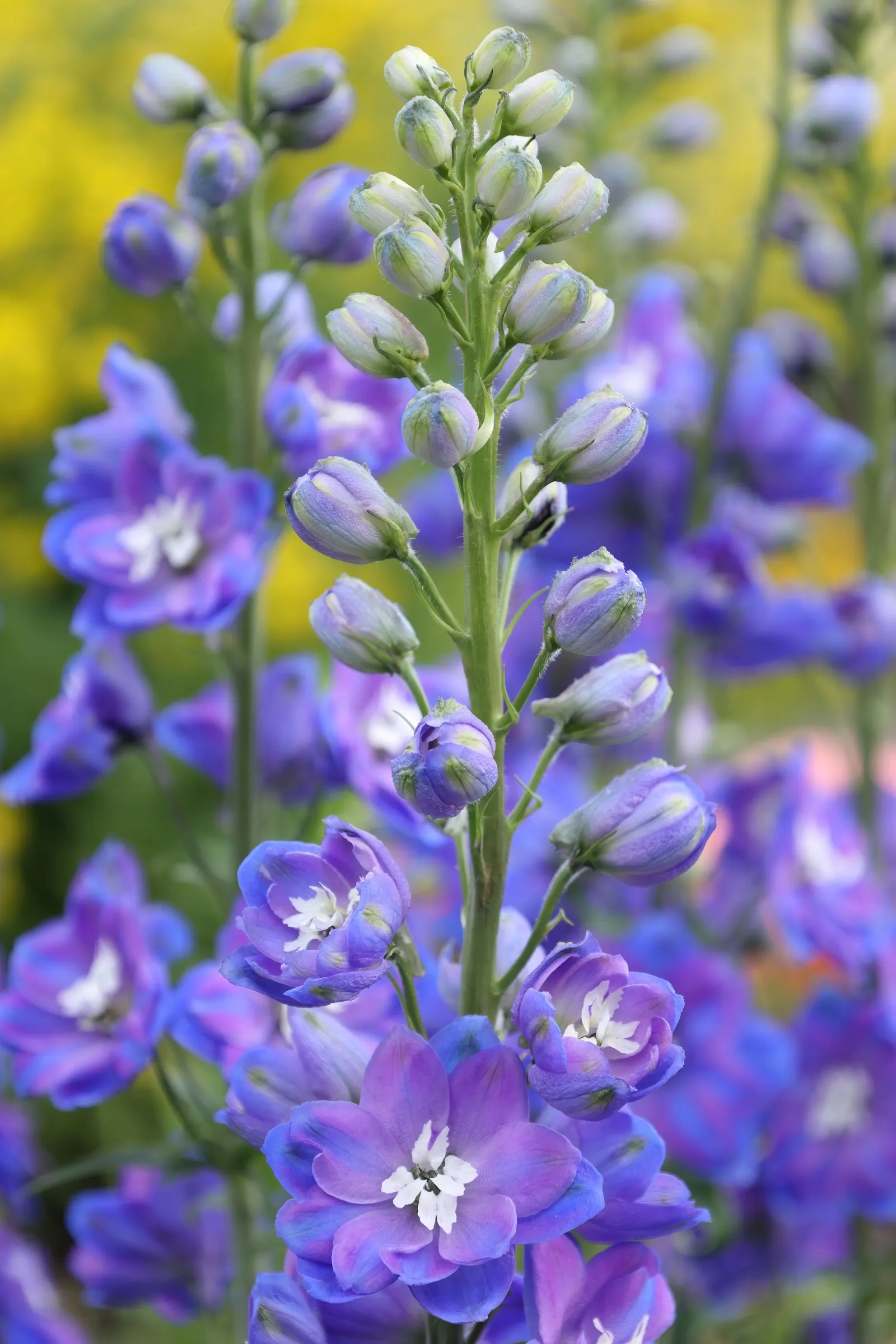 Belladonna Delphinium (Delphinium X Bel. 'Bellamosum') — making it a versatile addition in various climate conditions.<br><br>Regular watering is, image 75