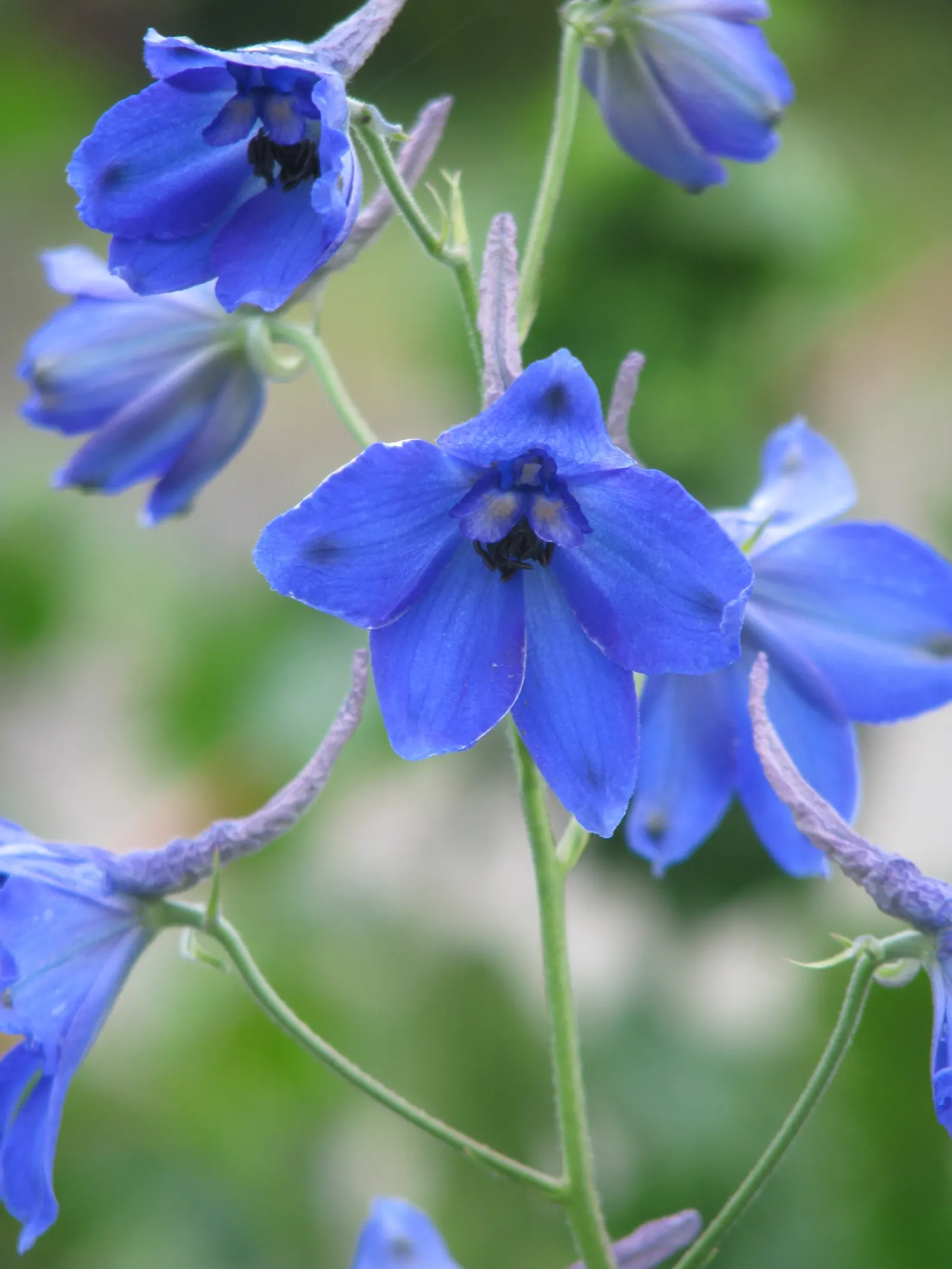 Belladonna Delphinium (Delphinium X Bel. 'Bellamosum') — less rigid aspect compared to other delphiniums.<br><br>Thriving in USDA hardiness zones 3, image 40