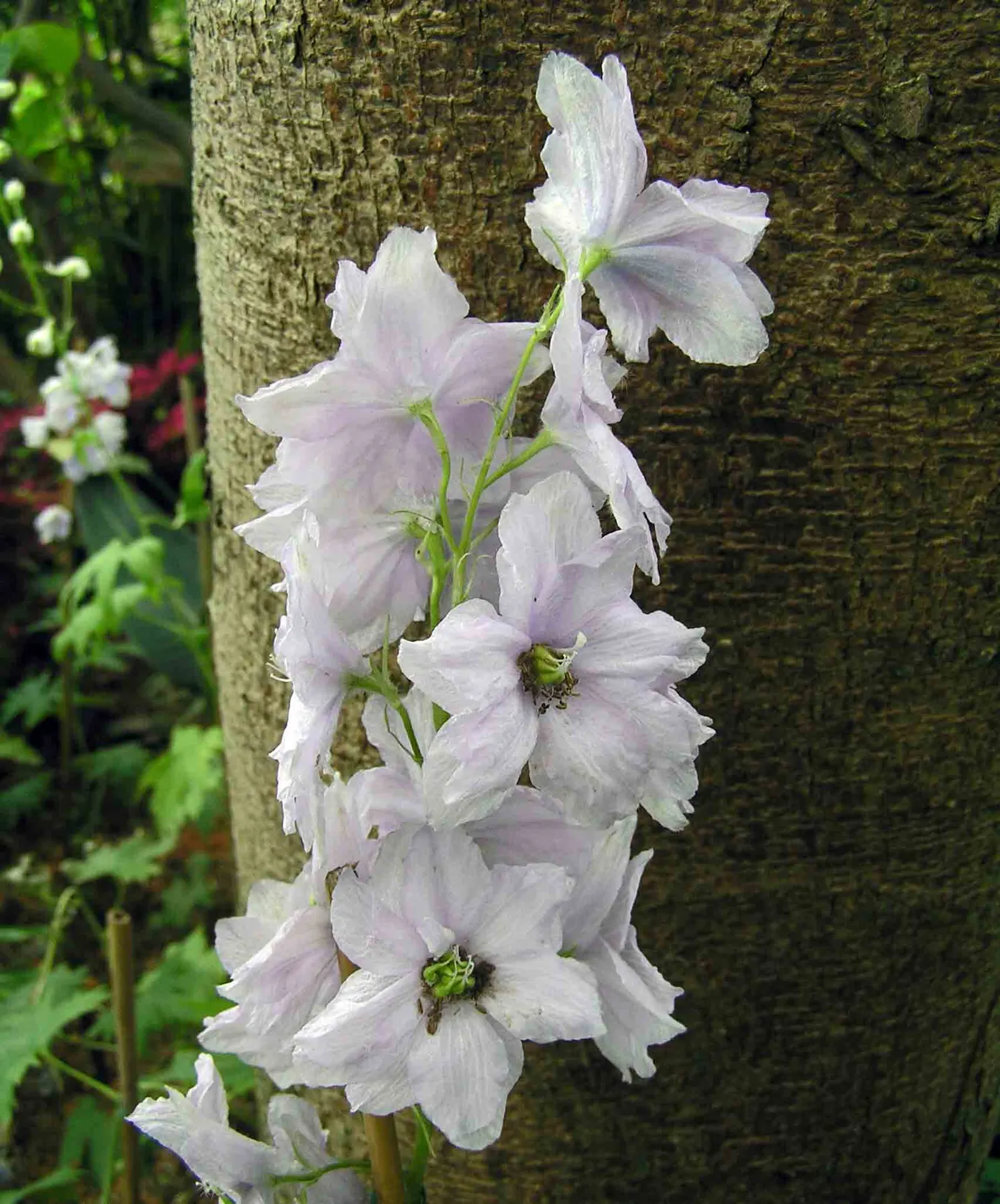 Belladonna Delphinium (Delphinium X Bel. 'Bellamosum') — the Belladonna Delphinium prefers full sun to partial shade; or as a featured plant in, image 70