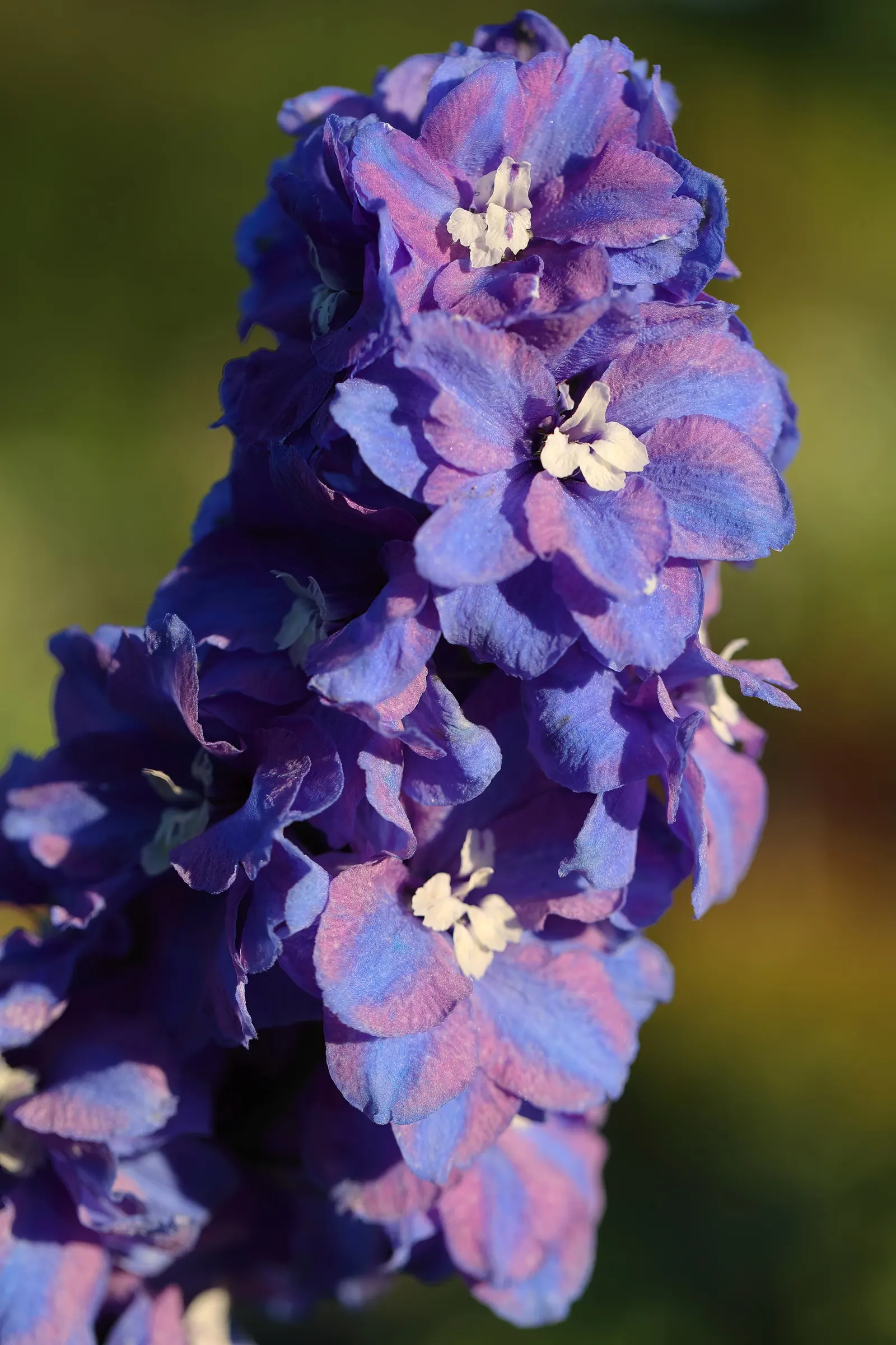 Belladonna Delphinium (Delphinium X Bel. 'Bellamosum') — making it a versatile addition in various climate conditions.<br><br>Regular watering is, image 46