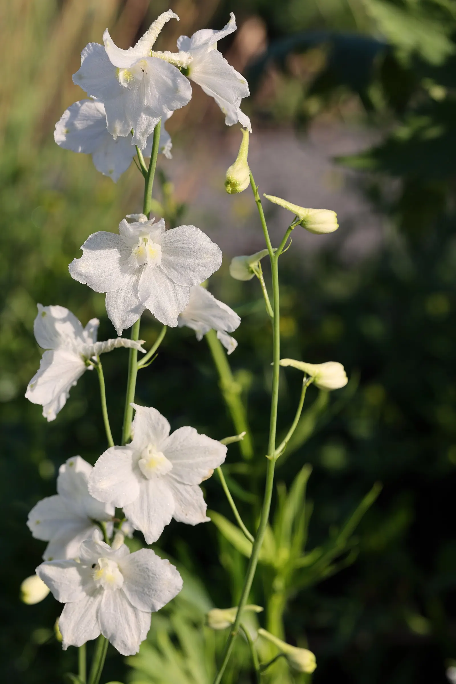 Belladonna Delphinium (Delphinium X Bel. 'Bellamosum') — perennial for full; and caution is advised in gardens accessible to children and pets