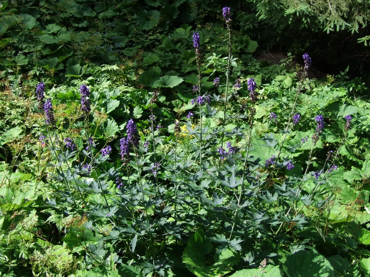 Belladonna Delphinium (Delphinium X Bel. 'Bellamosum') — perennial for full