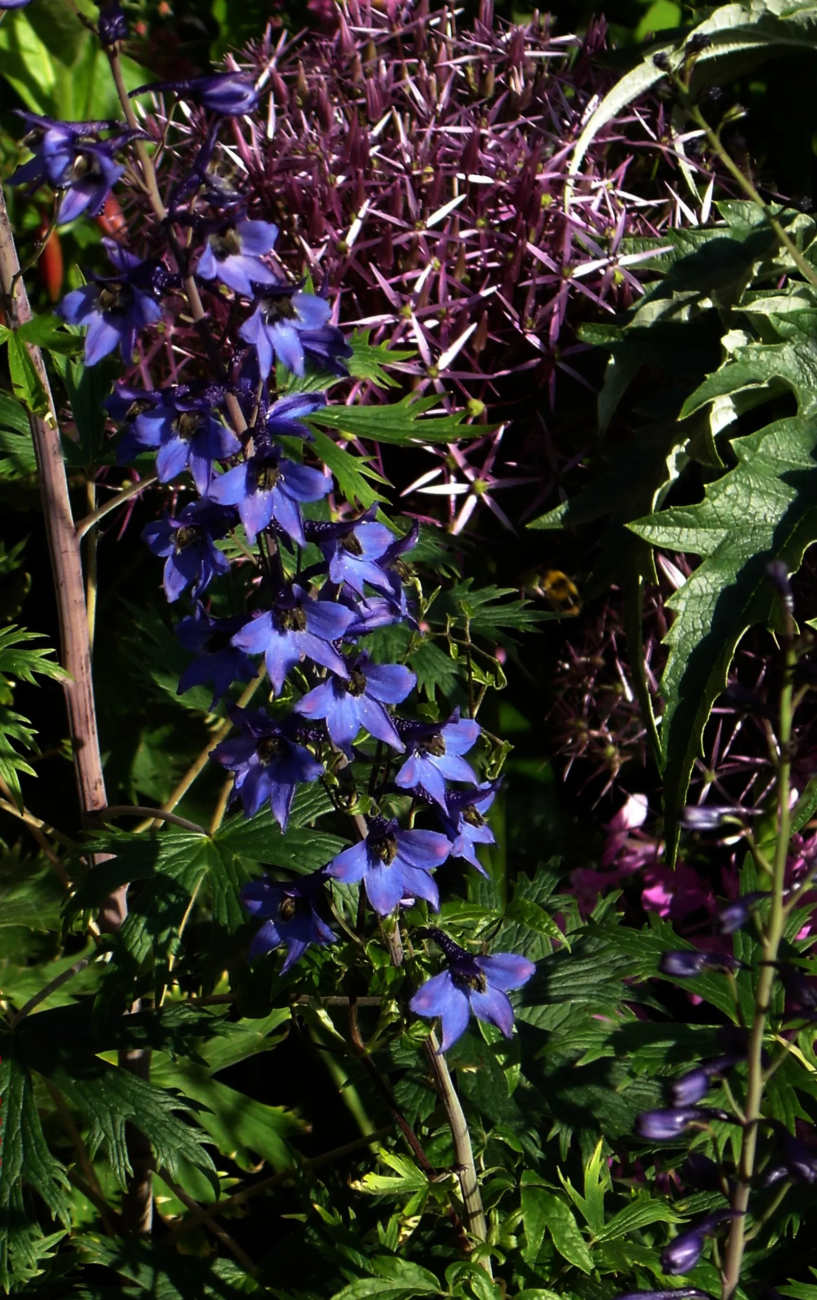 Belladonna Delphinium (Delphinium X Bel. 'Bellamosum') — and caution is advised in gardens accessible to children and pets