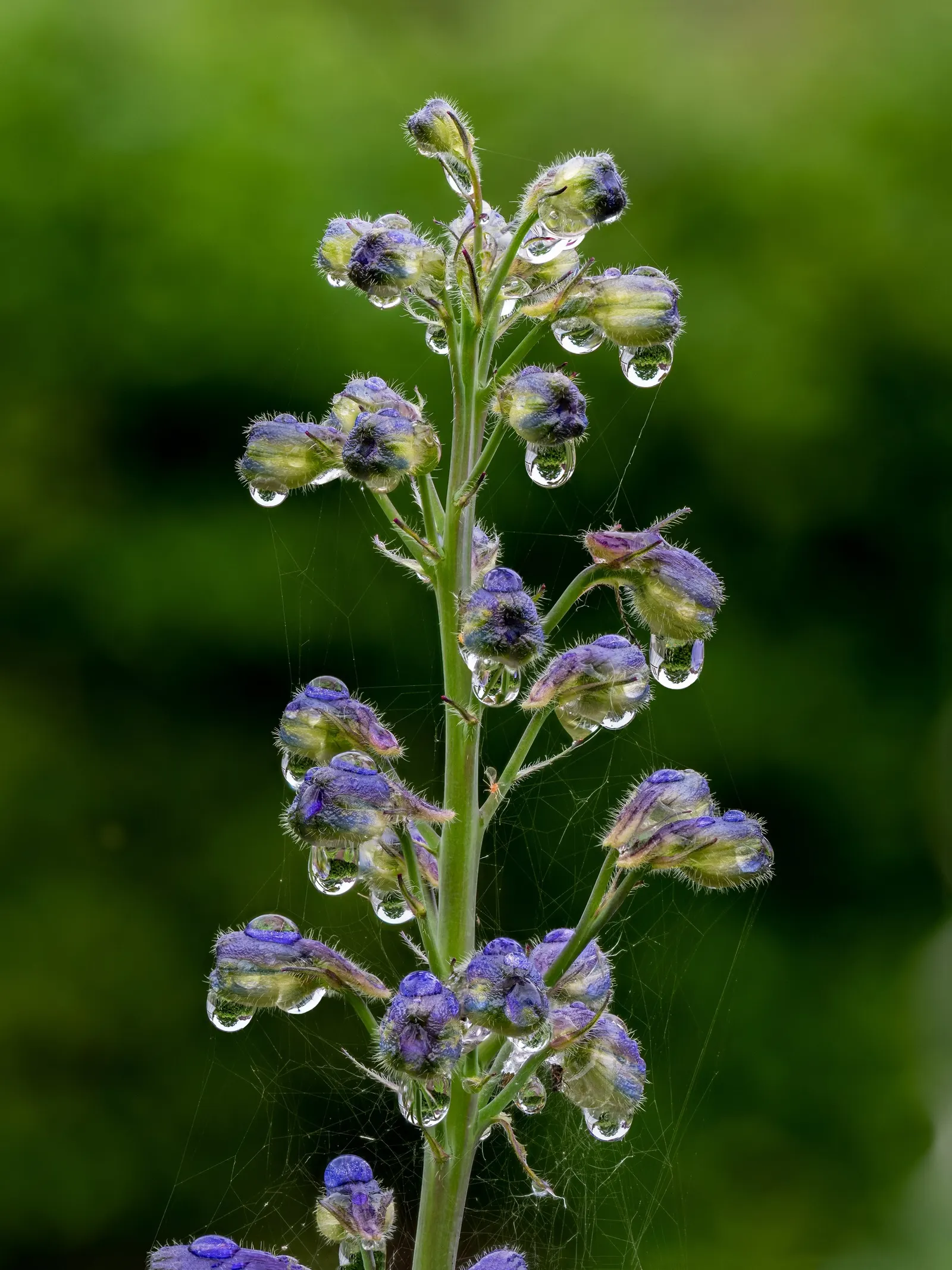 Belladonna Delphinium (Delphinium X Bel. 'Bellamosum') — plants should be set around 12 to 18 inches apart