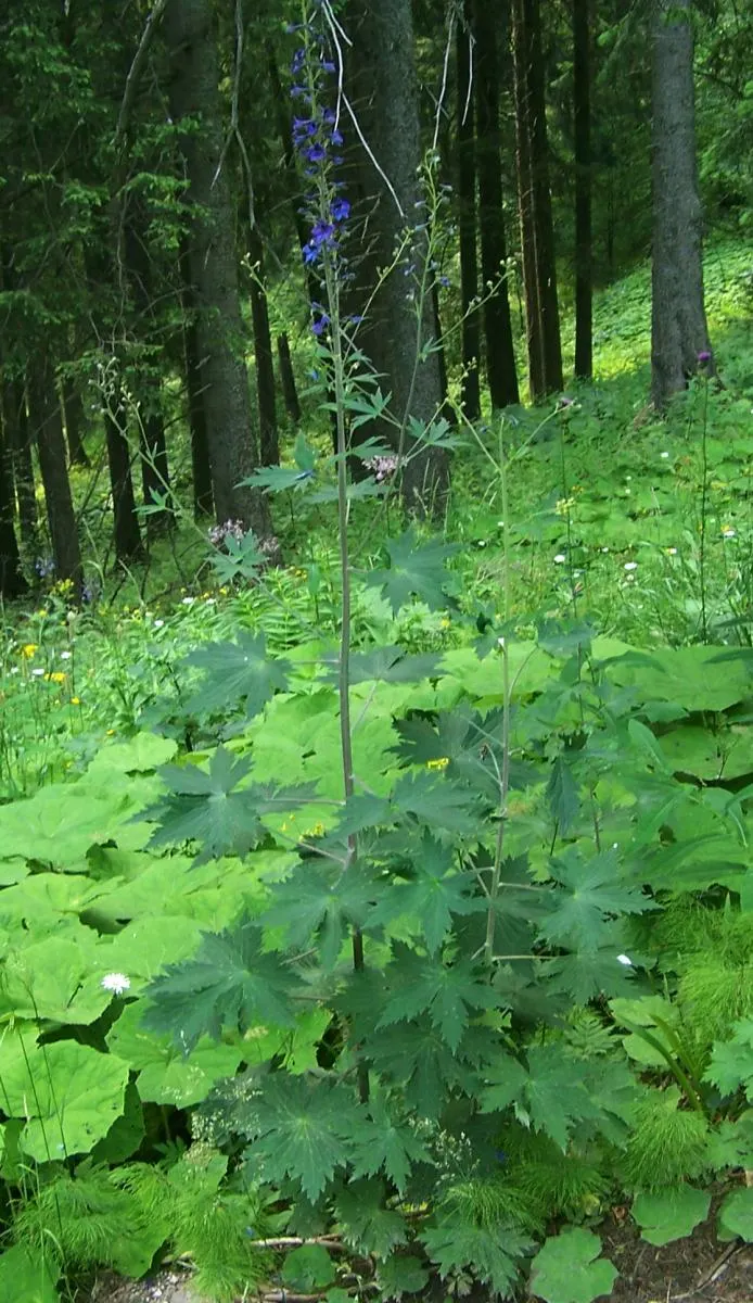Belladonna Delphinium (Delphinium X Bel. 'Bellamosum') — making it a versatile addition in various climate conditions.<br><br>Regular watering is essential