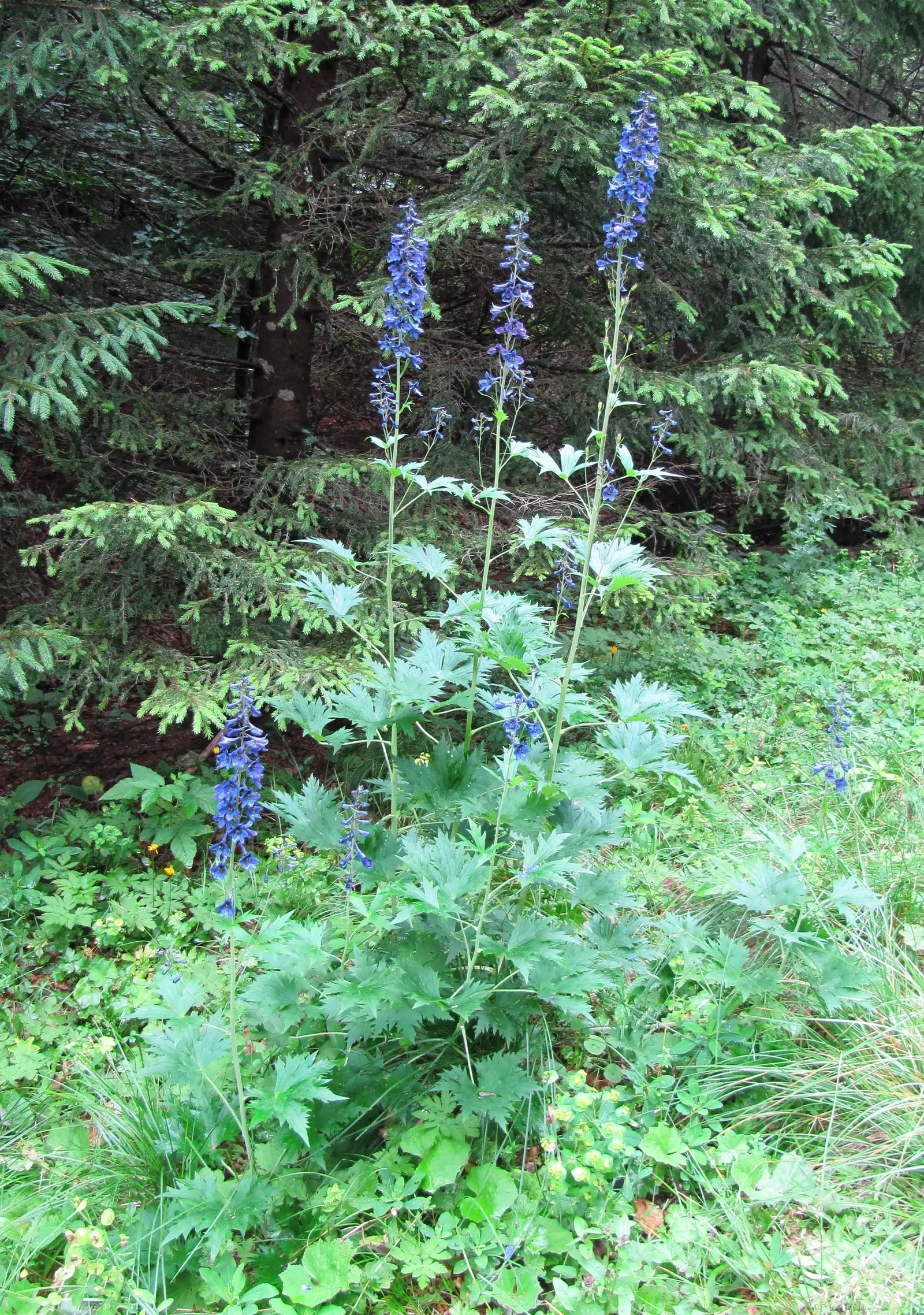 Belladonna Delphinium (Delphinium X Bel. 'Bellamosum') — though it's noted that all parts of this plant are toxic if ingested
