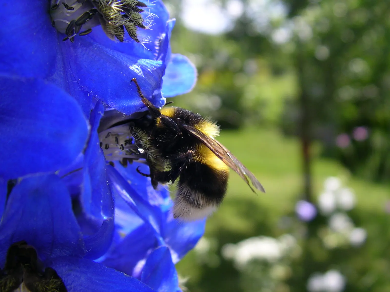 Belladonna Delphinium (Delphinium X Bel. 'Bellamosum') — blue and violet flowers in the garden; the Belladonna Delphinium prefers full sun to partial shade