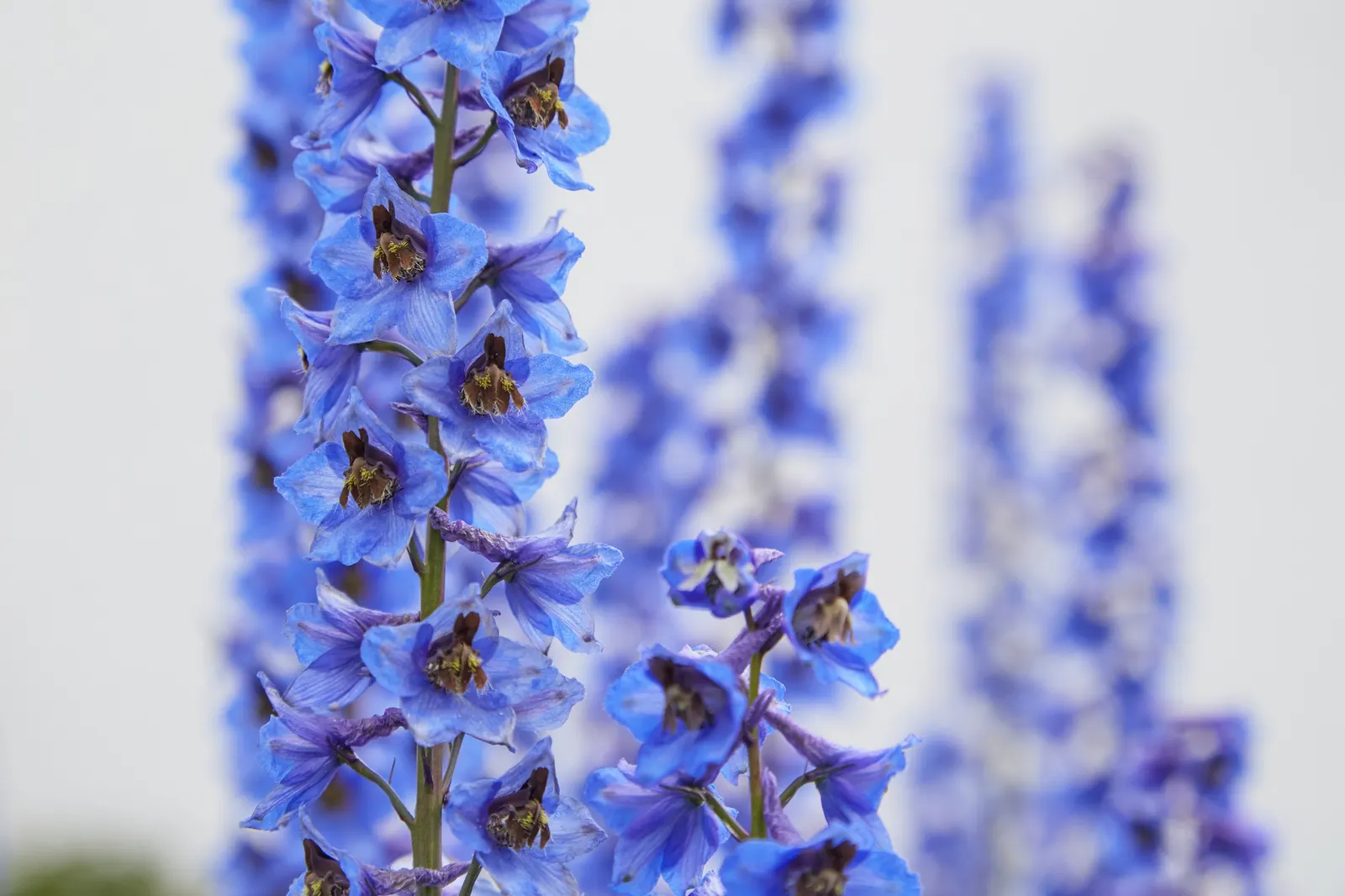 Belladonna Delphinium (Delphinium X Bel. 'Bellamosum') — is highly prized for its looser; it is also deer resistant, image 66