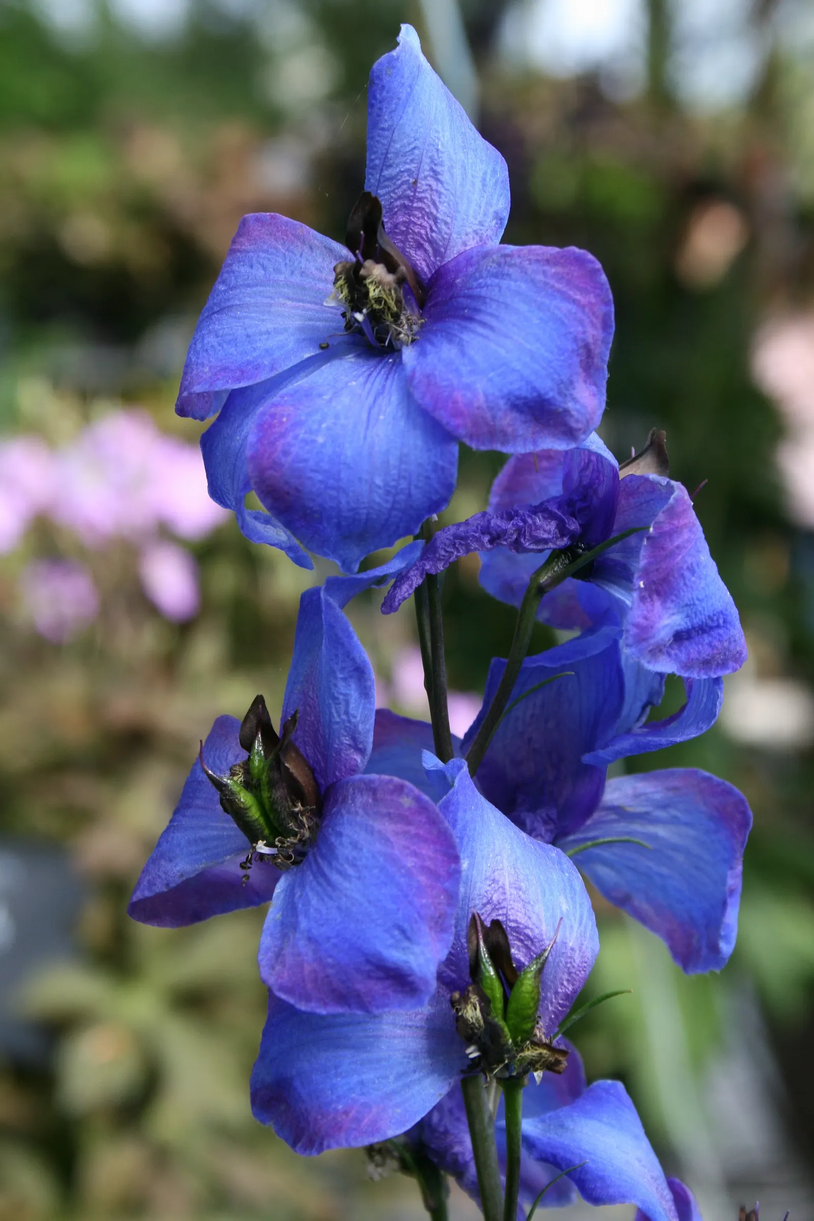 Belladonna Delphinium (Delphinium X Bel. 'Bellamosum') — it's more heat-tolerant than many of its counterparts