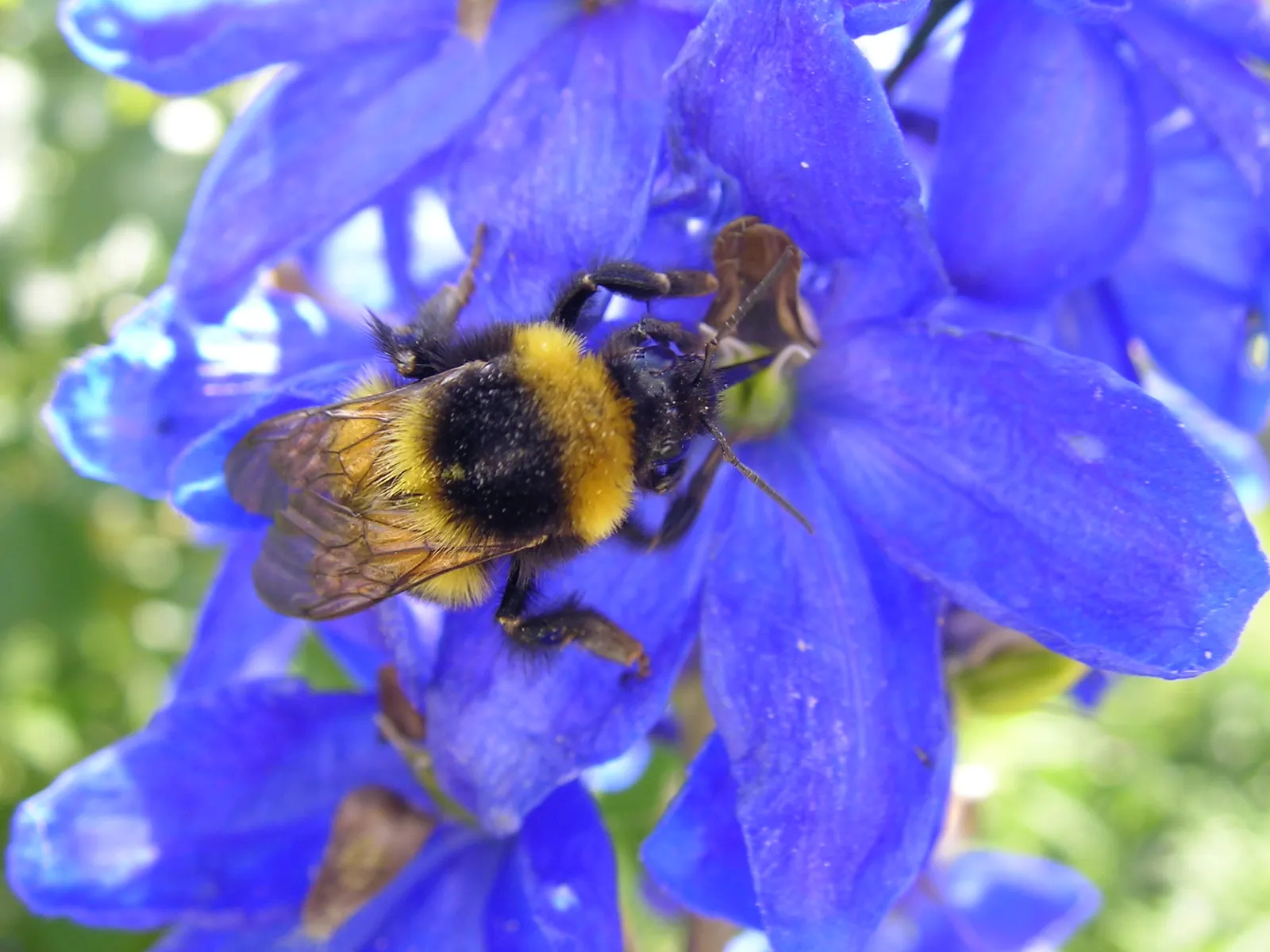 Belladonna Delphinium (Delphinium X Bel. 'Bellamosum') — airy sprays that deliver a graceful; its blossoms are borne in open