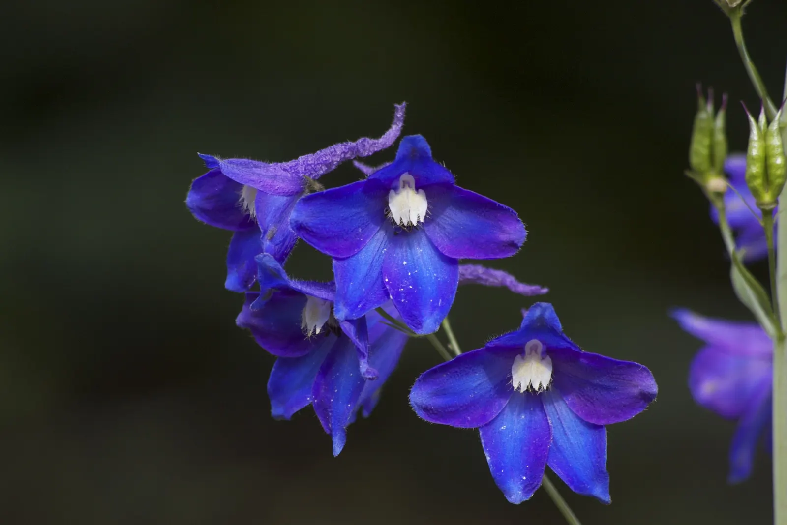 Belladonna Delphinium (Delphinium X Bel. 'Bellamosum') — Integral to its care is a protection from strong winds, which can topple the tall stalks, image 72