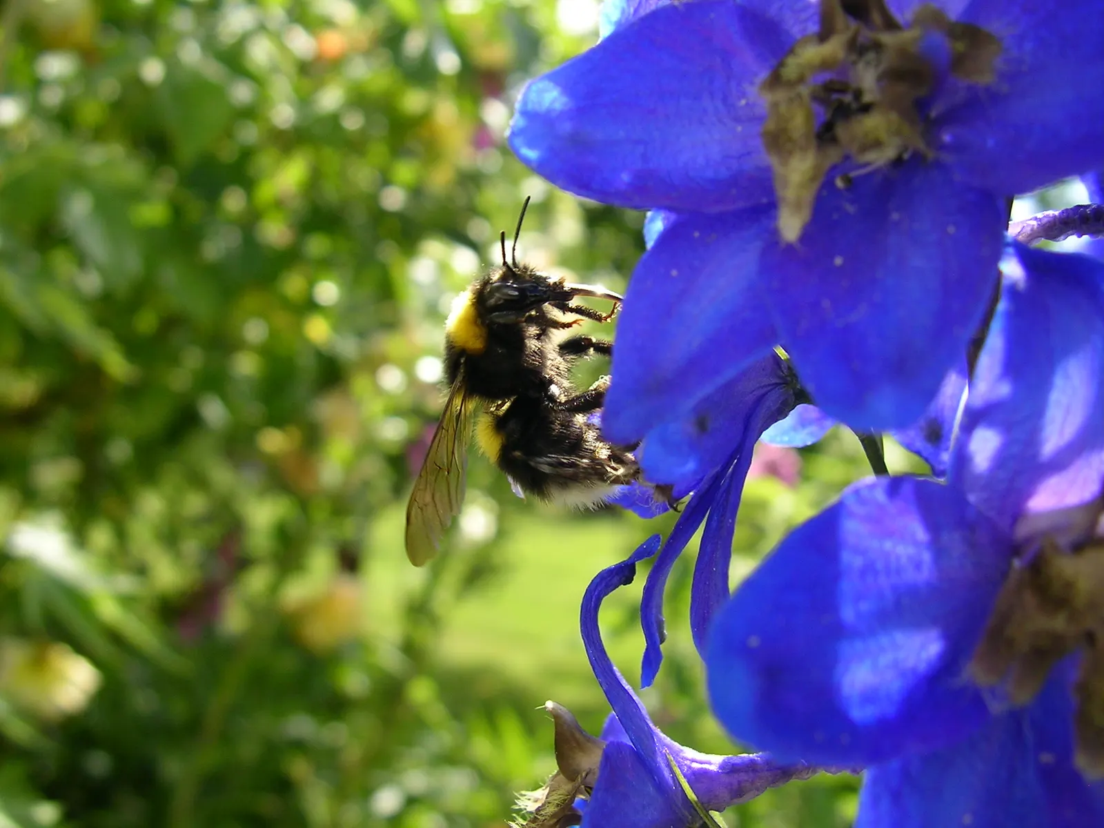 Belladonna Delphinium (Delphinium X Bel. 'Bellamosum') — Integral to its care is a protection from strong winds, which can topple the tall stalks; is highly
