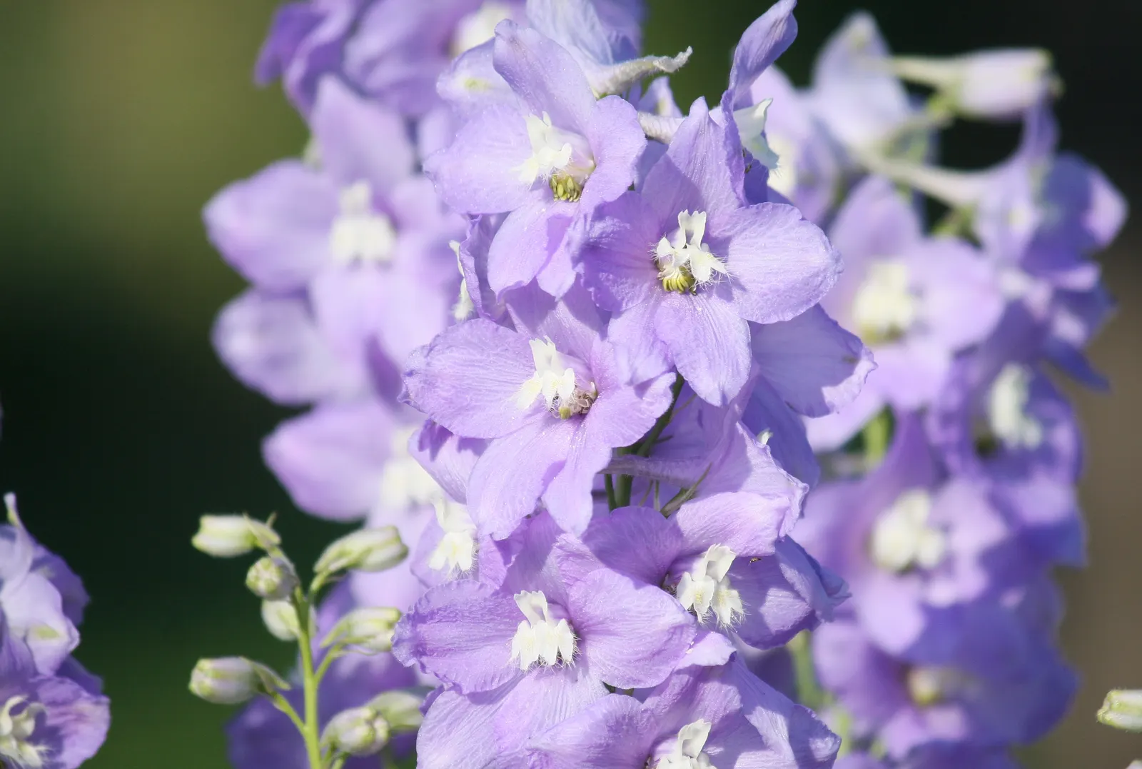 Belladonna Delphinium (Delphinium X Bel. 'Bellamosum') — or as a featured plant in pollinator-friendly gardens