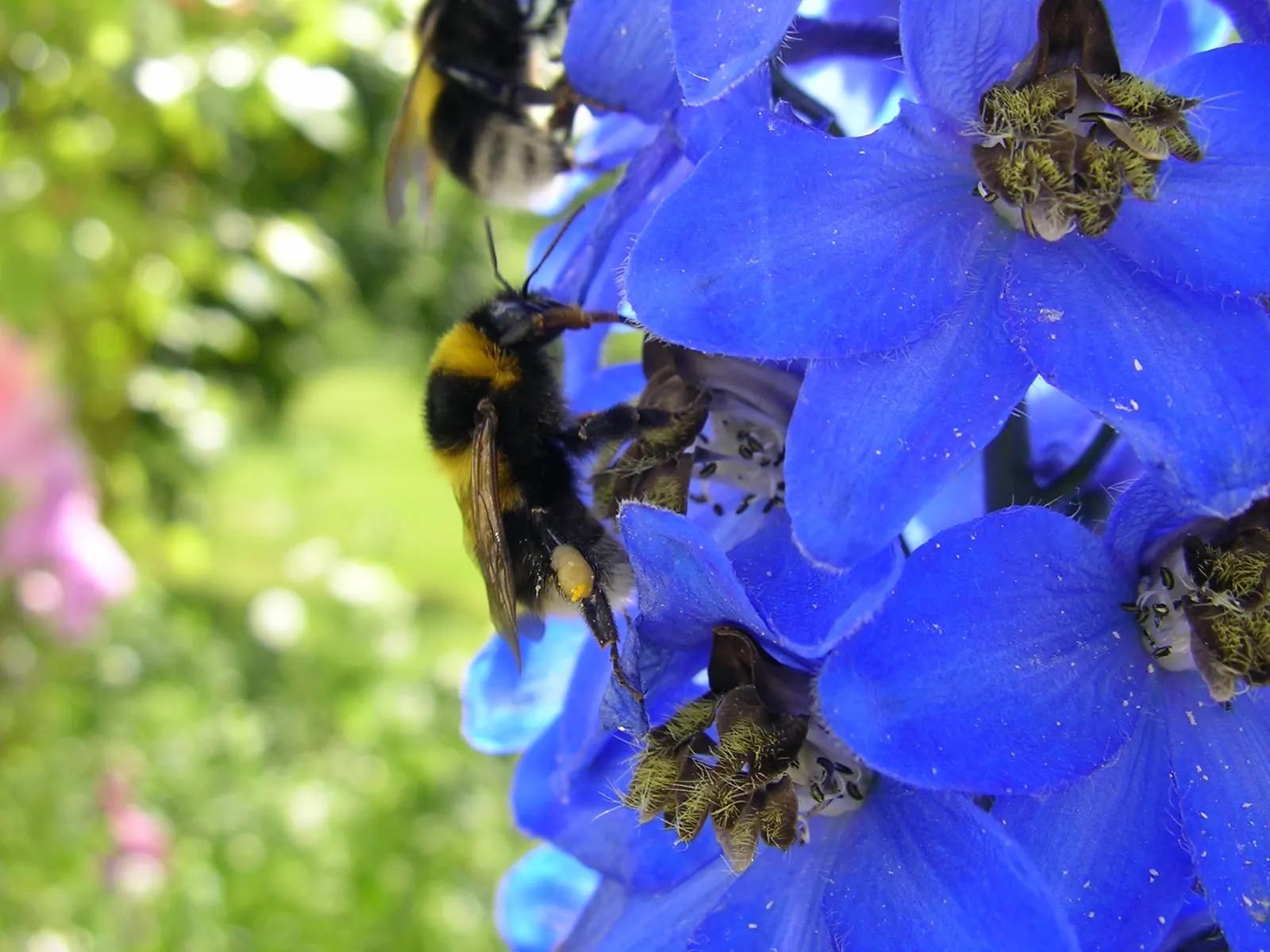 Belladonna Delphinium (Delphinium X Bel. 'Bellamosum') — Deadheading spent flowers will promote a potential second bloom and prolong the flowering, image 48