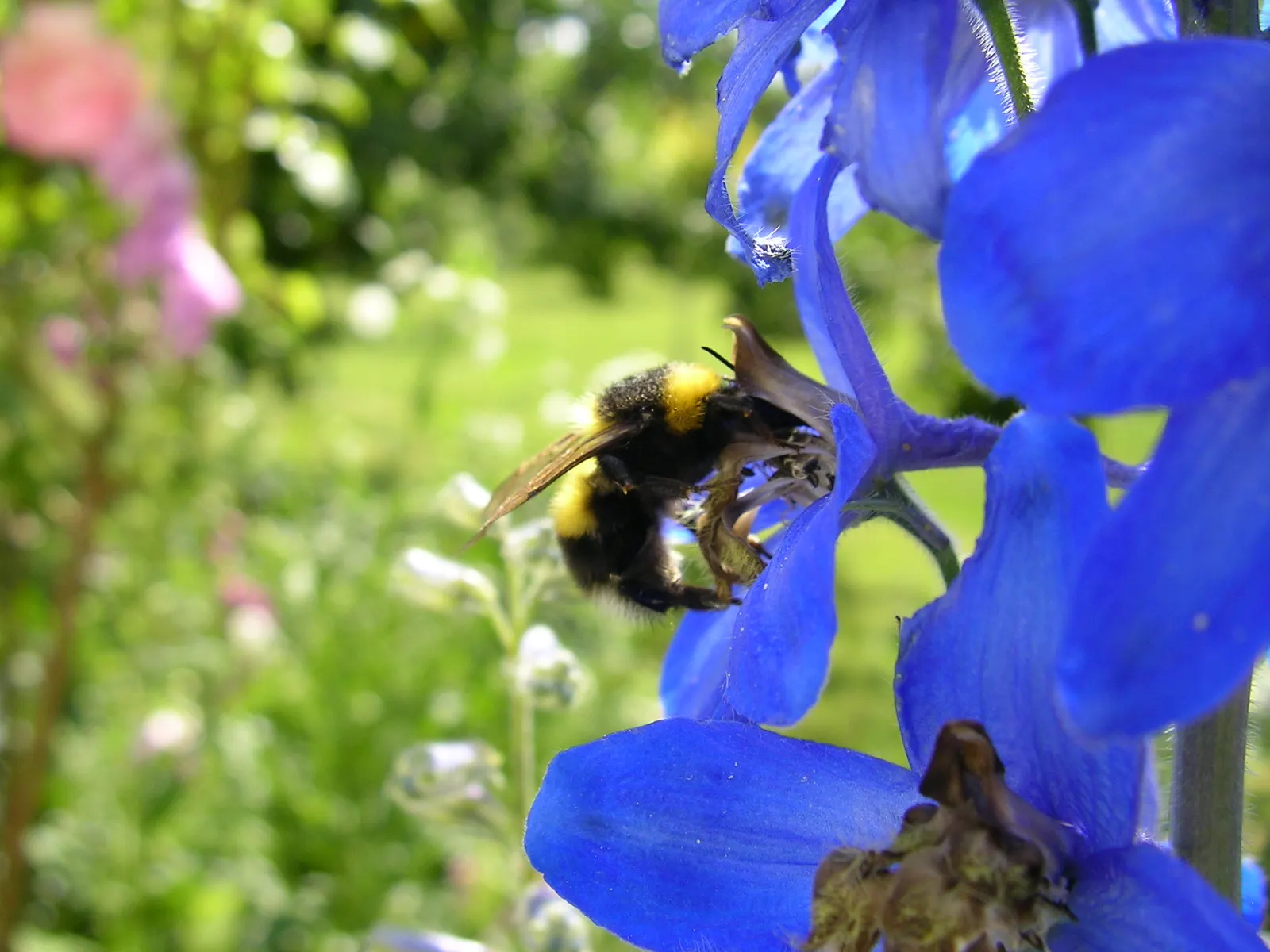 Belladonna Delphinium (Delphinium X Bel. 'Bellamosum') — Its blossoms are borne in open; this Belladonna Delphinium variety boasts well-spaced, image 67