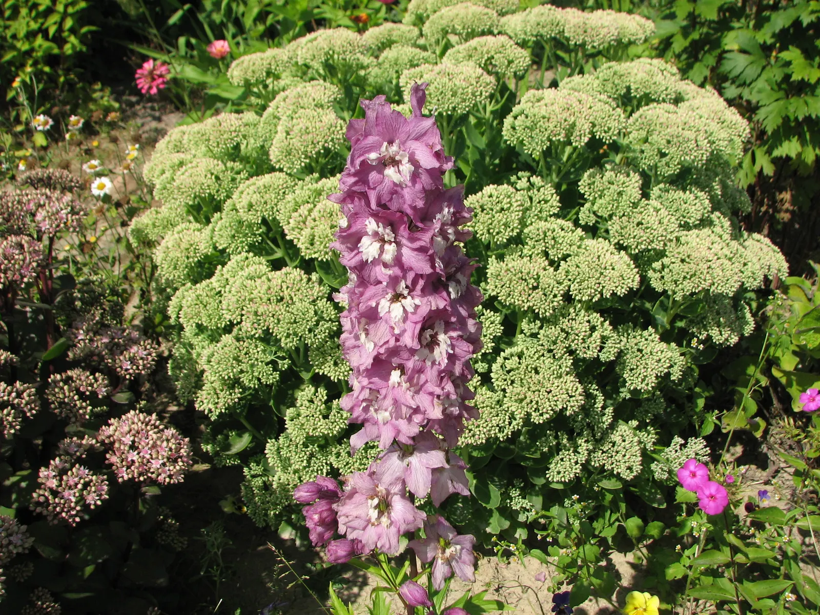 Belladonna Delphinium (Delphinium X Bel. 'Bellamosum') — less rigid aspect compared to other delphiniums.<br><br>Thriving in USDA hardiness zones 3 through 8