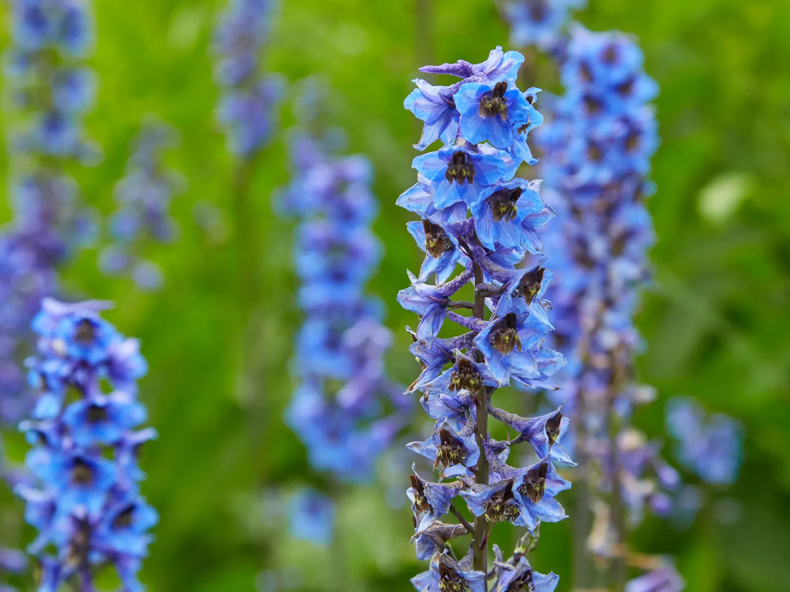 Belladonna Delphinium (Delphinium X Bel. 'Bellamosum') — it's more heat-tolerant than many of its counterparts; making it an ideal choice for, image 74