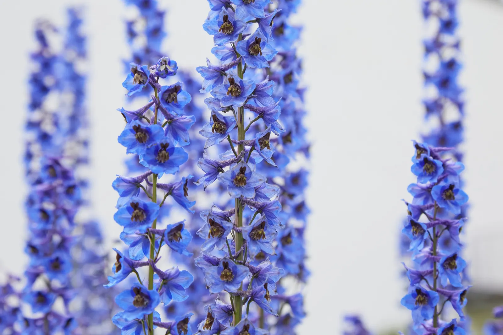 Belladonna Delphinium (Delphinium X Bel. 'Bellamosum') — Blooms in early to mid-summer and is hardy in zones 3 to 8; though it's noted that all, image 62