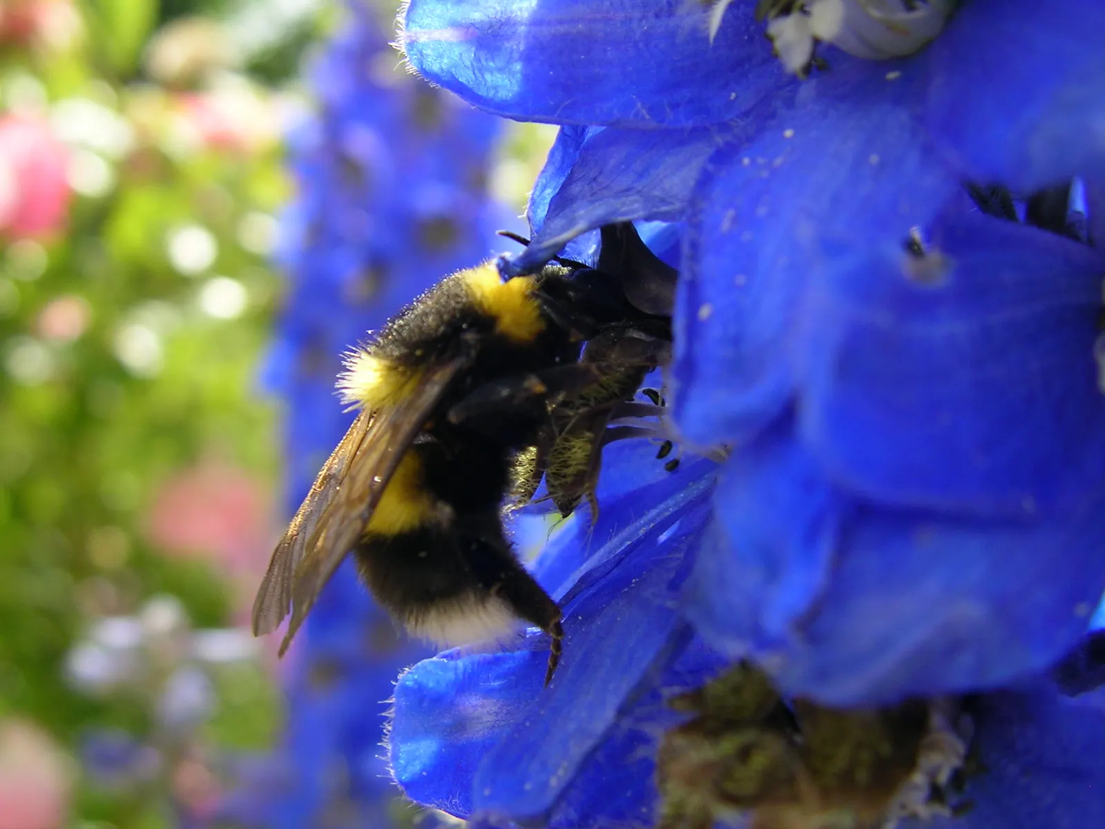 Belladonna Delphinium (Delphinium X Bel. 'Bellamosum') — Blooms in early to mid-summer and is hardy in zones 3 to 8